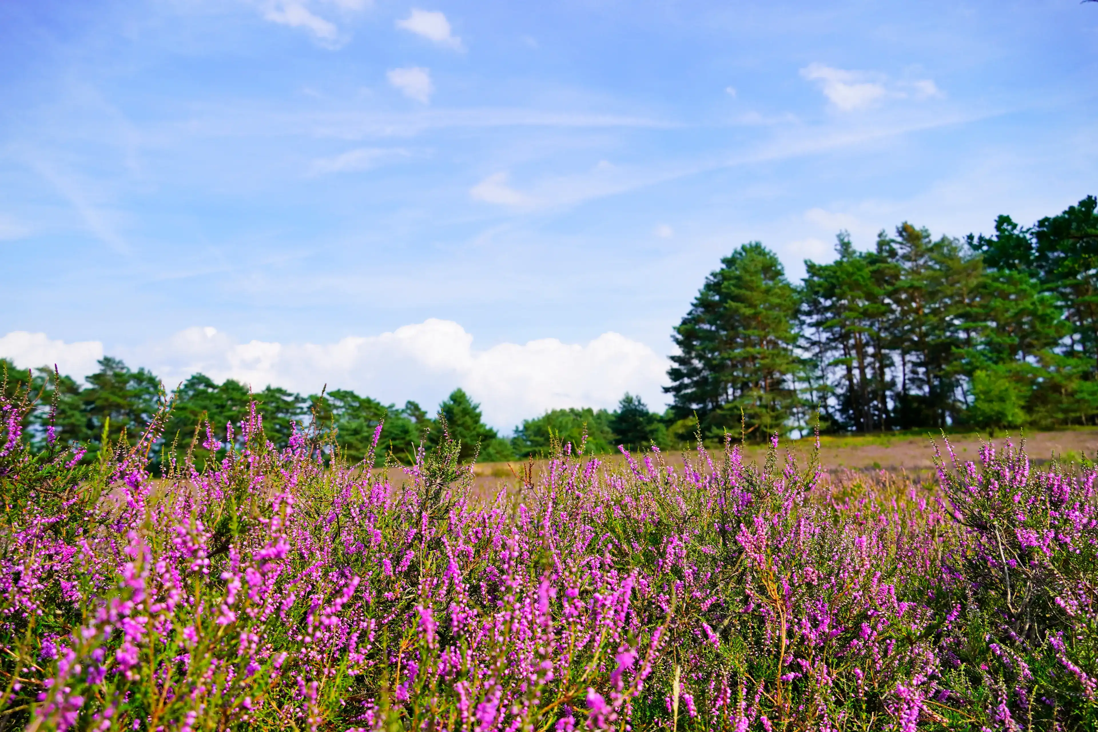 Best Hermannsburg hotels. Cheap hotels in Hermannsburg, Germany Best Hermannsburg hotels. Cheap hotels in Hermannsburg, Germany