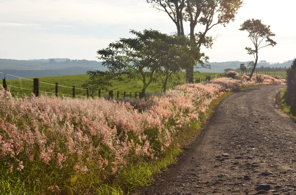 Rural road and landscape in Chapecó, Southern Brazil