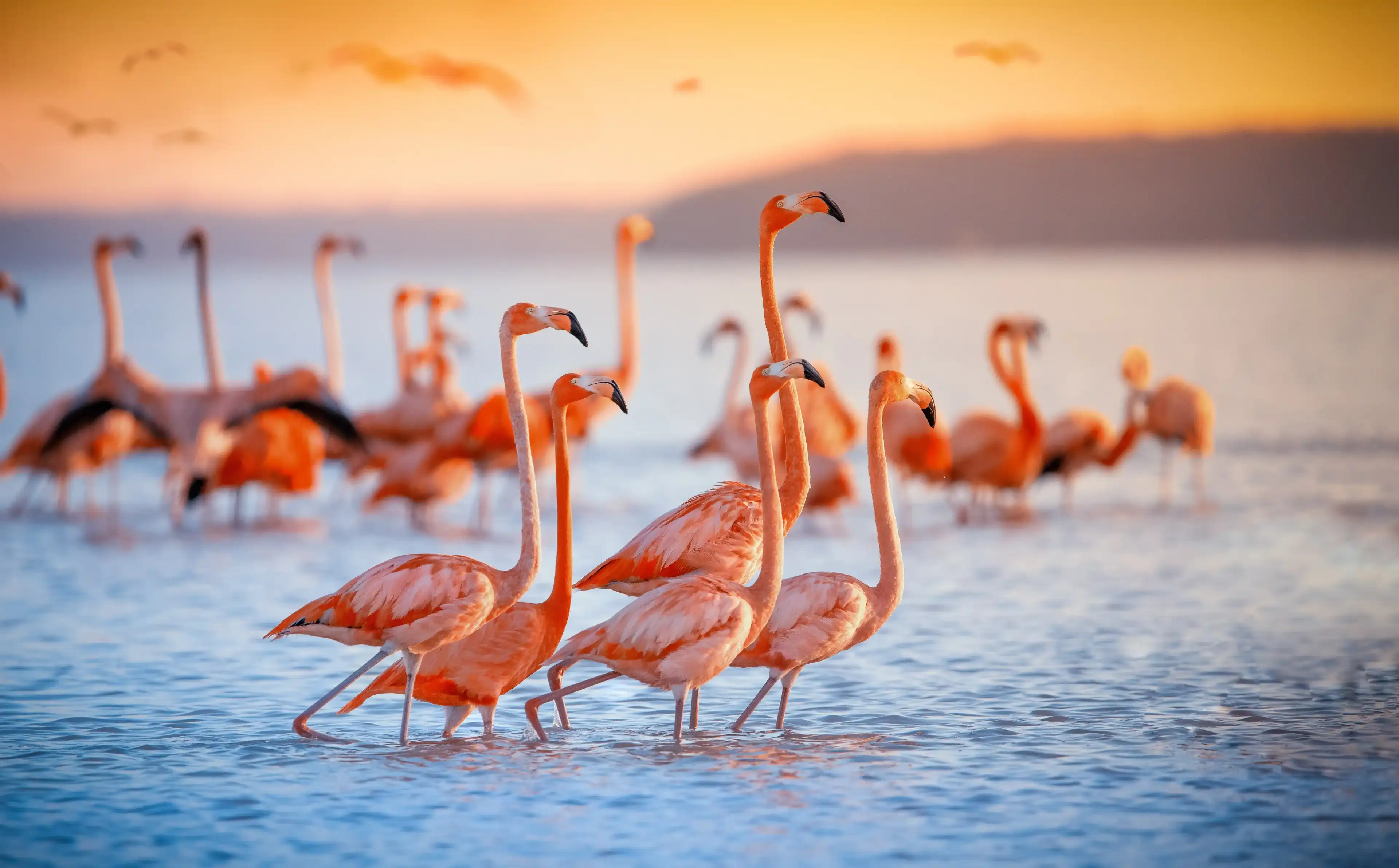 pink flamingos during a brilliant sunset pink flamingos during a brilliant sunset