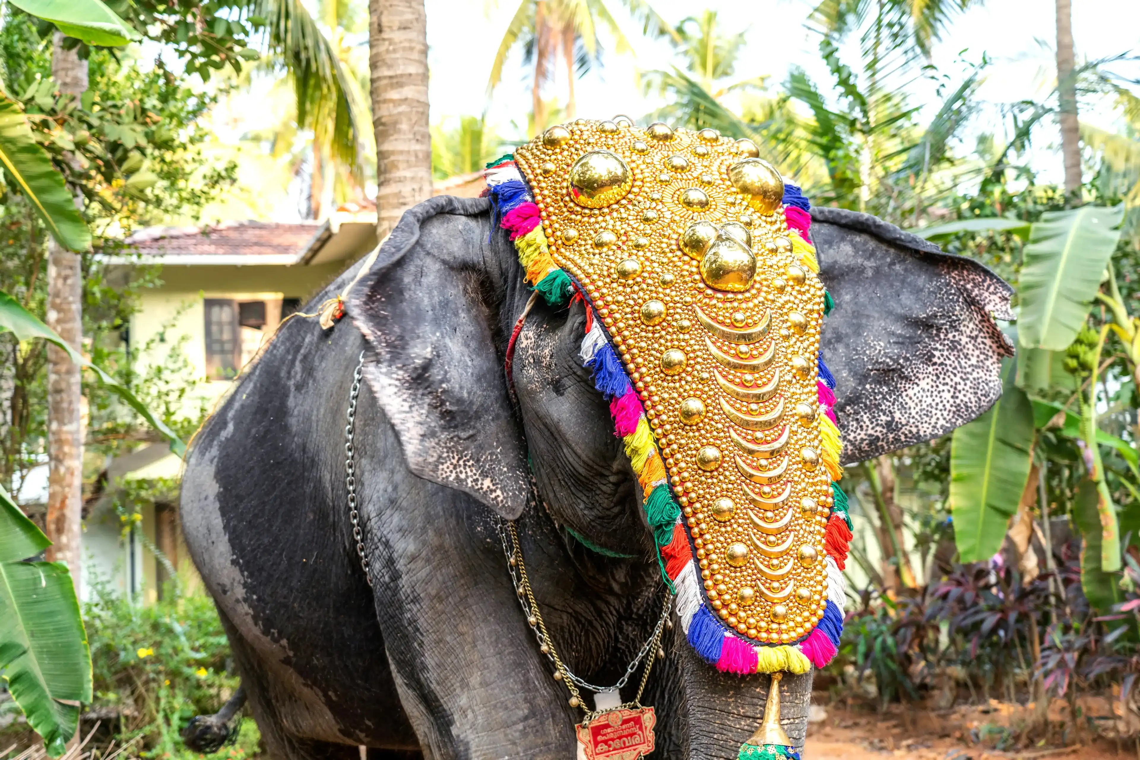 decorated elephant in Kerala festival decorated elephant in Kerala festival