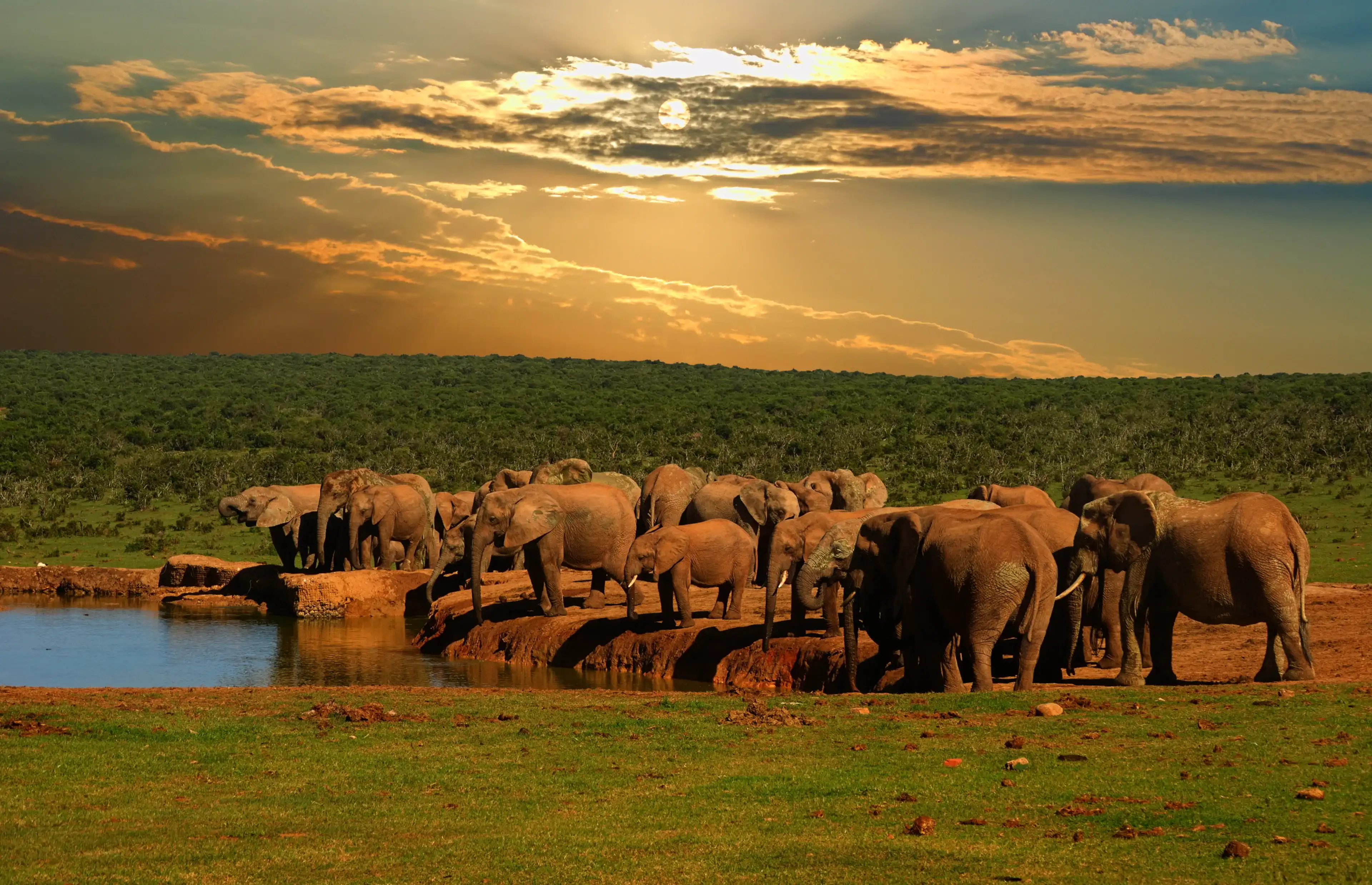 Troop, herd of elephant, Loxodonta africana, drinking at the water hole in late afternoon in Addo Elephant National Park Troop, herd of elephant, Loxodonta africana, drinking at the water hole in late afternoon in Addo Elephant National Park