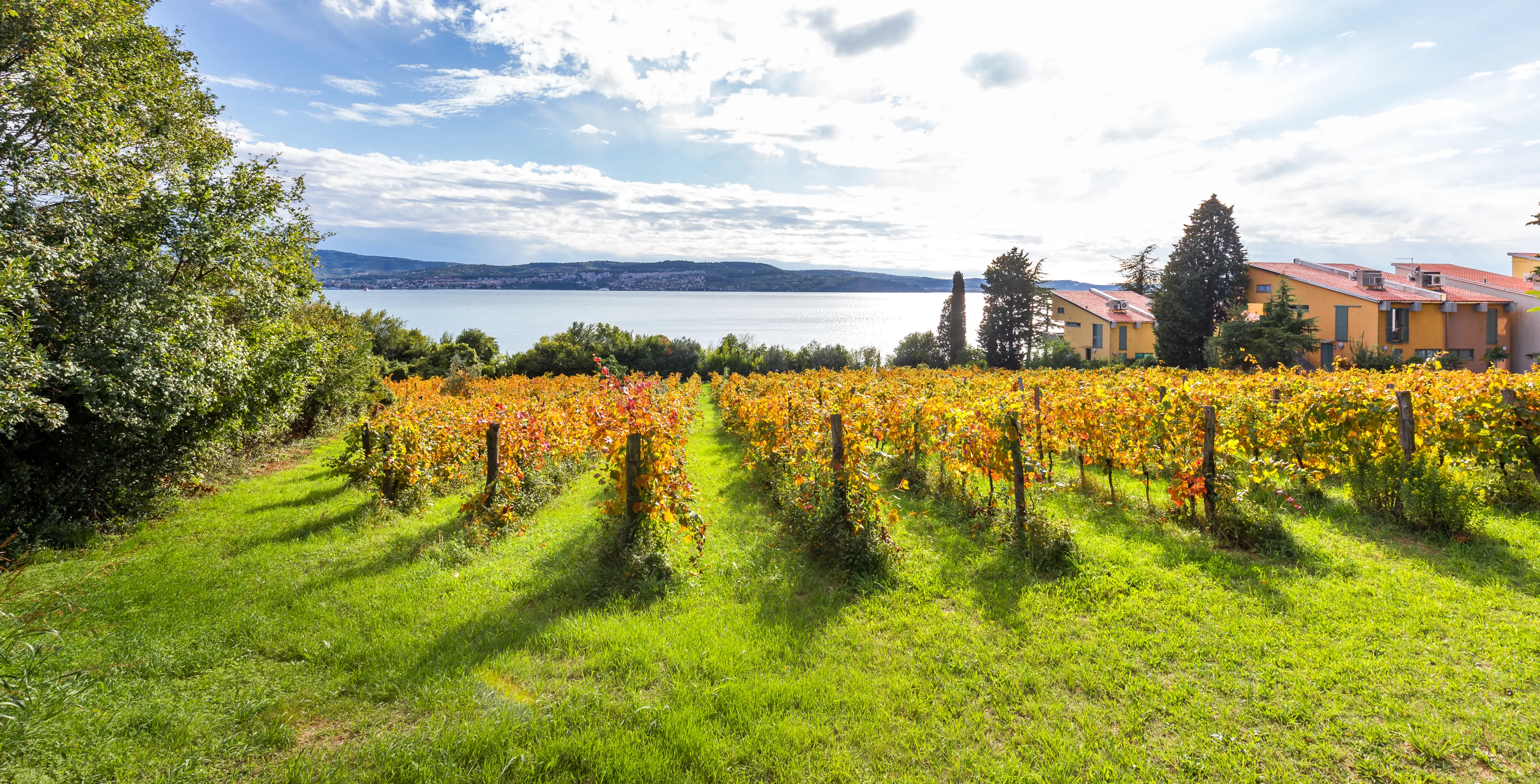 Beautiful summer vineyard blossom, beach houses Adriatic sea shore vacation,  Slovenia agriculture, Ankaran
