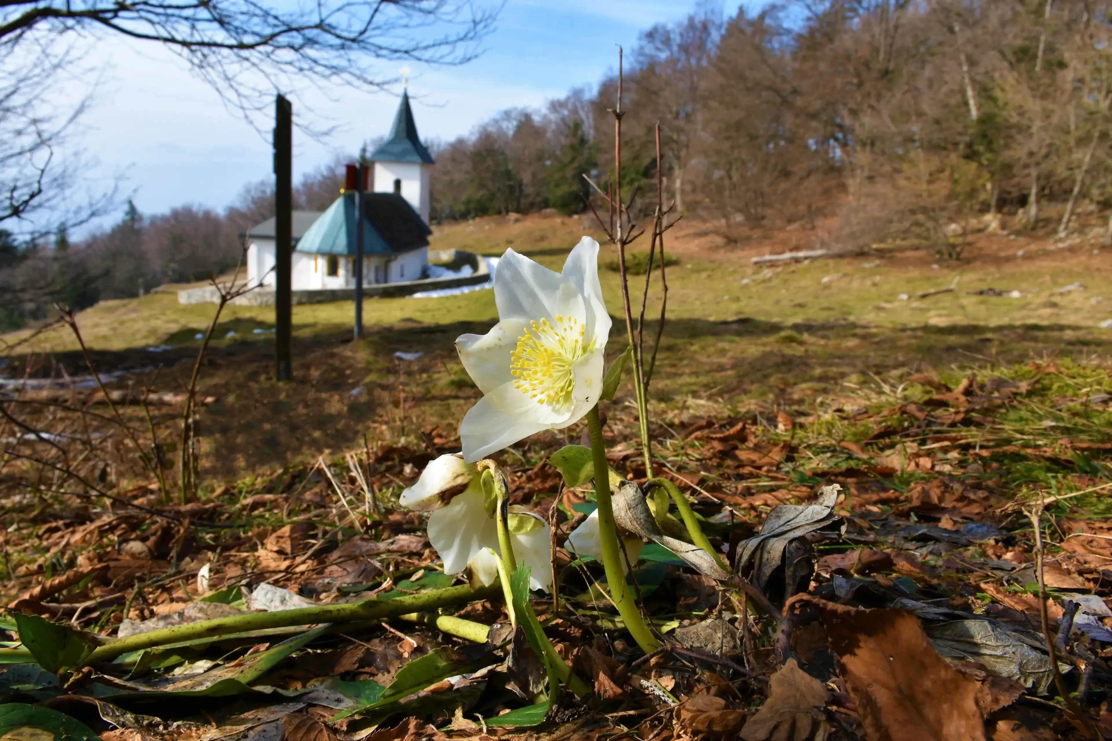 White christmas rose (Helleborus) spring flower in selective focus with a church of St Lovrenc in the background above Baselj in Gorenjska, Slovenia White christmas rose (Helleborus) spring flower in selective focus with a church of St Lovrenc in the background above Baselj in Gorenjska, Slovenia