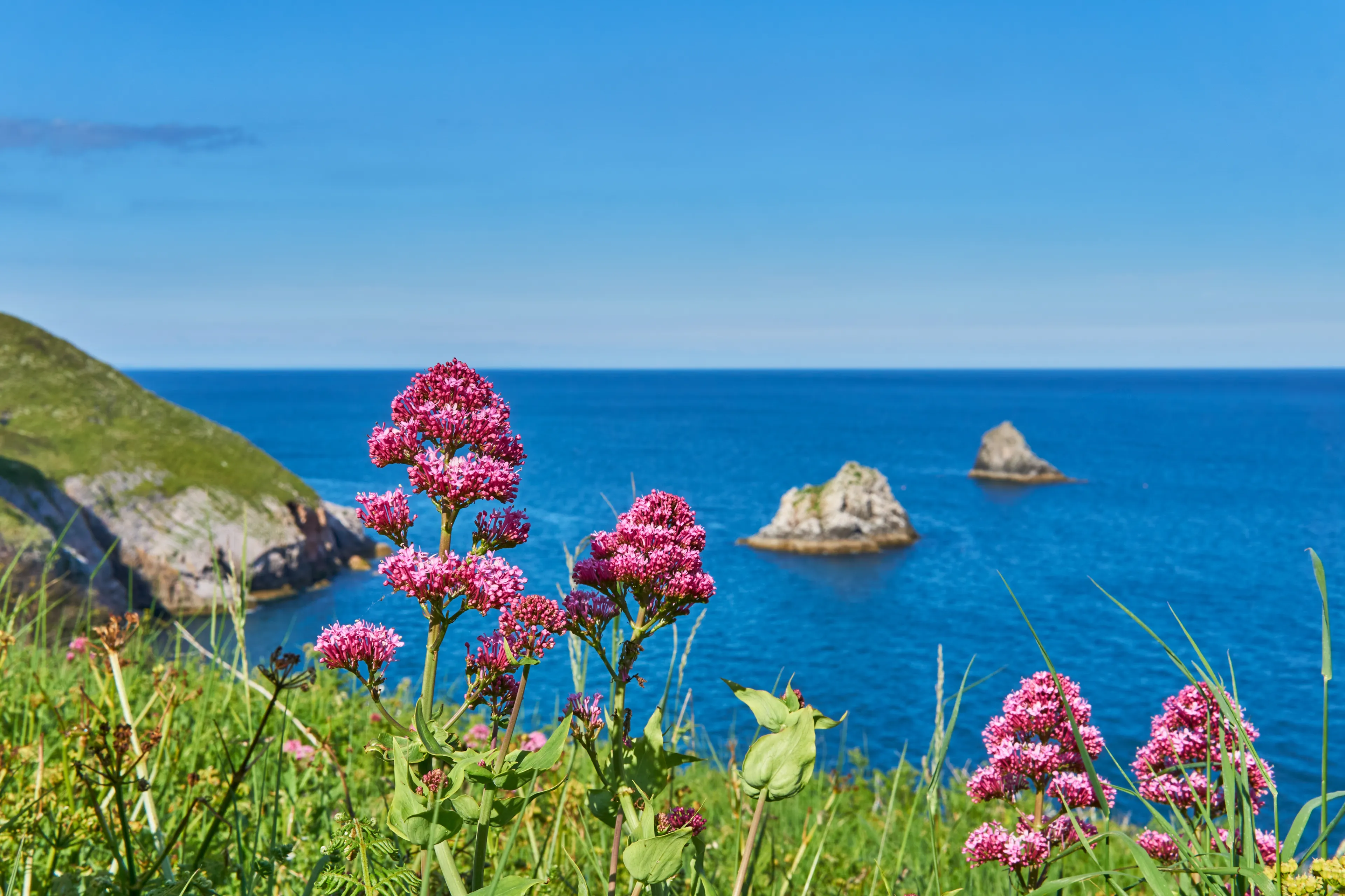 04 June 2021. Brixham, UK. Berry Head seaside view at Brixham,Devon,UK. flowers on cliff.
