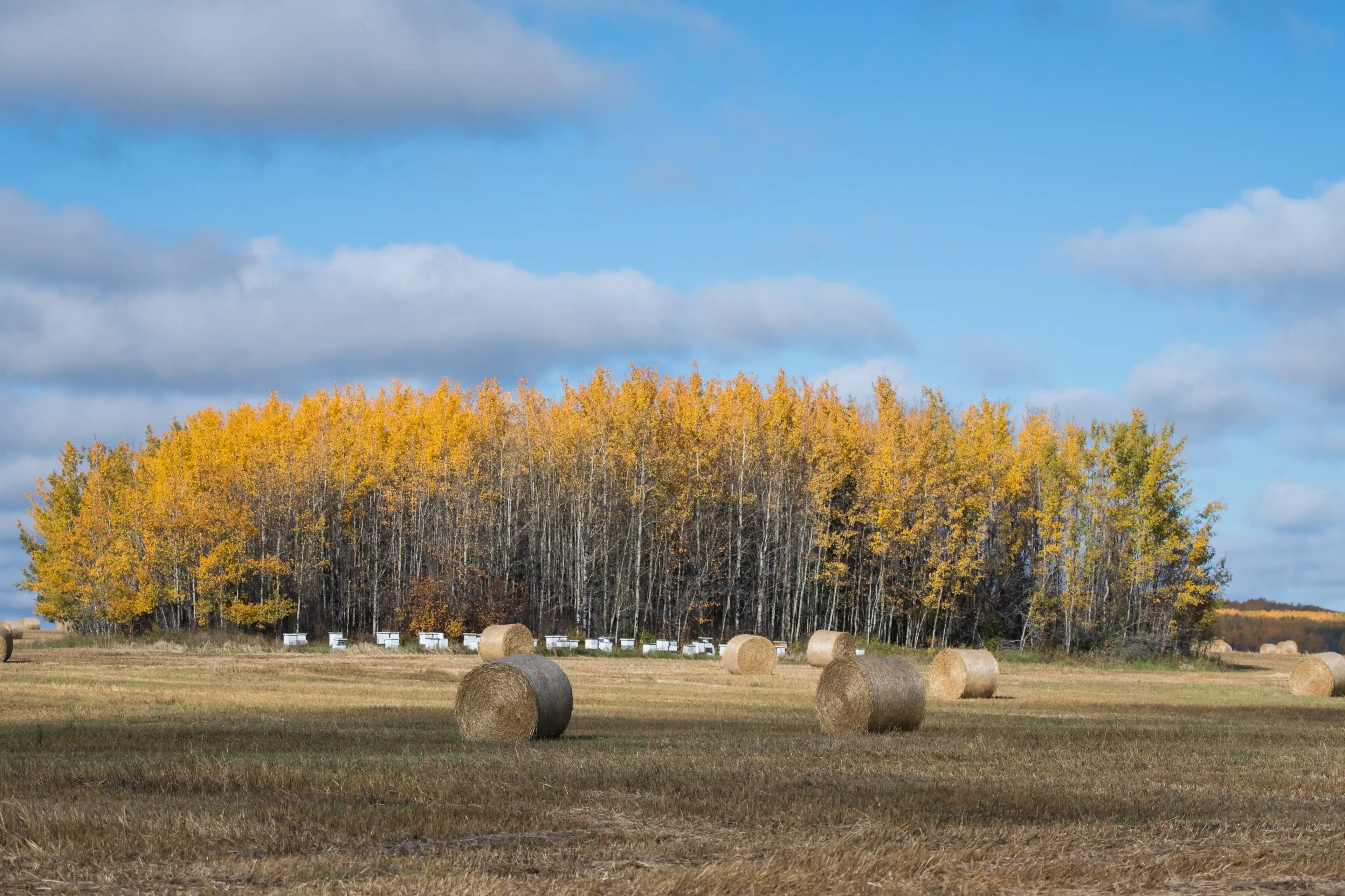 Best Drayton Valley hotels. Cheap hotels in Drayton Valley, Alberta, Canada Best Drayton Valley hotels. Cheap hotels in Drayton Valley, Alberta, Canada