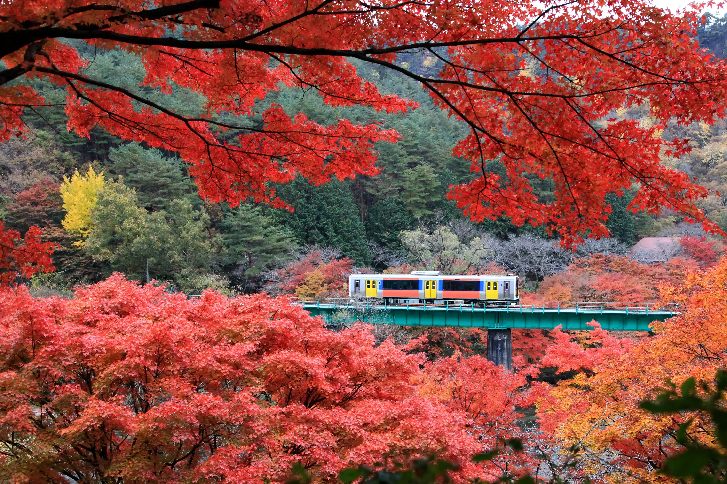 Beautiful maple(momiji) leaves with train running at Yamatsuriyama Park in Fukushima prefecture, Japan Beautiful maple(momiji) leaves with train running at Yamatsuriyama Park in Fukushima prefecture, Japan