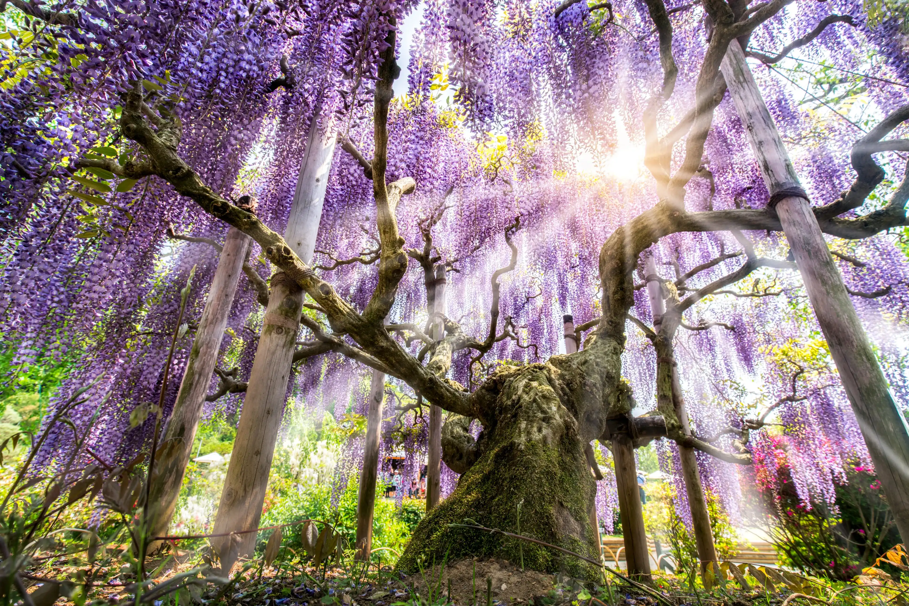 Beautiful Japanese Wisteria in full bloom, Ashikaga flower park, Tochigi Prefecture, Japan Beautiful Japanese Wisteria in full bloom, Ashikaga flower park, Tochigi Prefecture, Japan