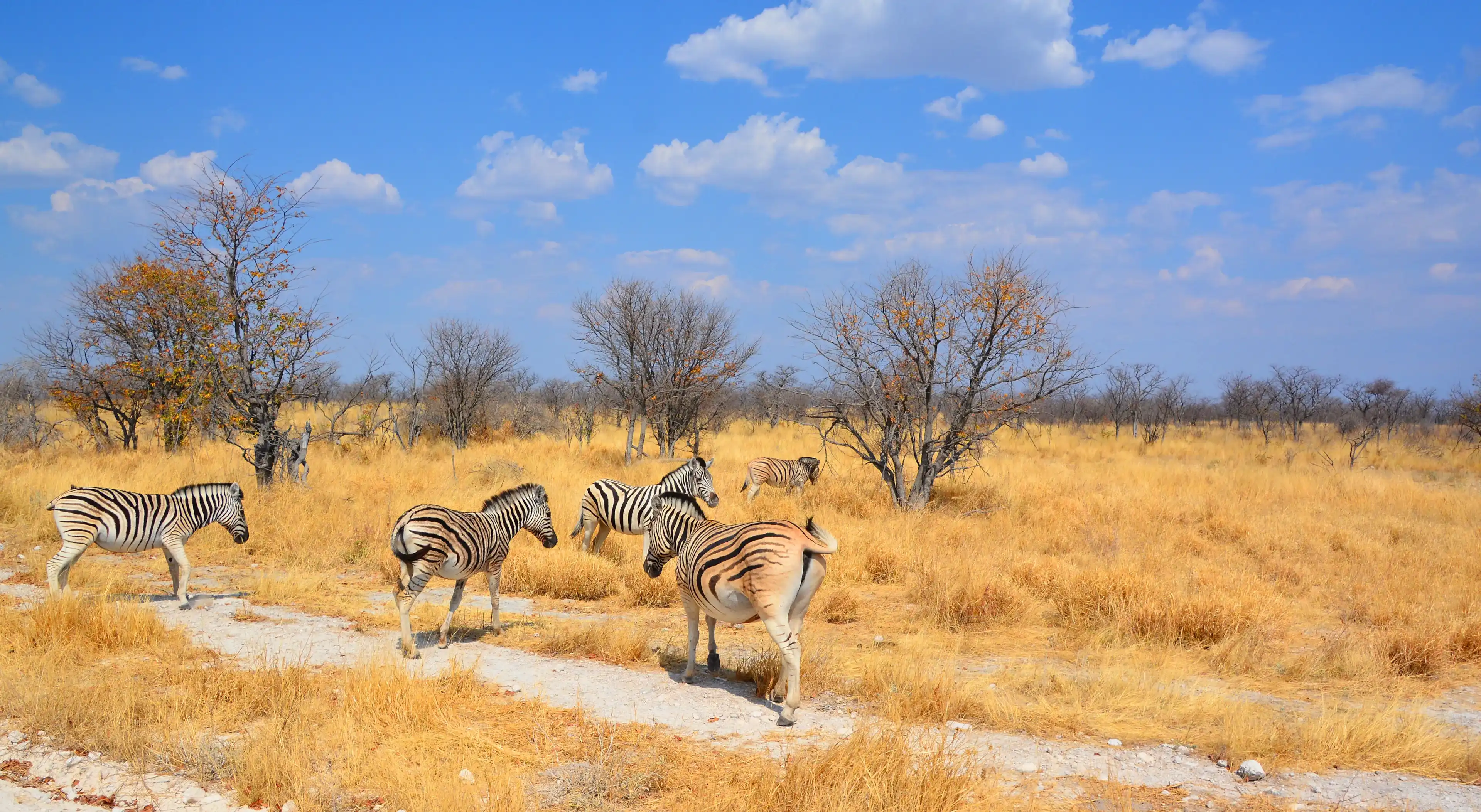 Landscape of Etosha National Park is a national park in northwestern Namibia. Located in the Kunene region and shares boundaries with the regions of Oshana, Oshikoto and Otjozondjupa. Landscape of Etosha National Park is a national park in northwestern Namibia. Located in the Kunene region and shares boundaries with the regions of Oshana, Oshikoto and Otjozondjupa.