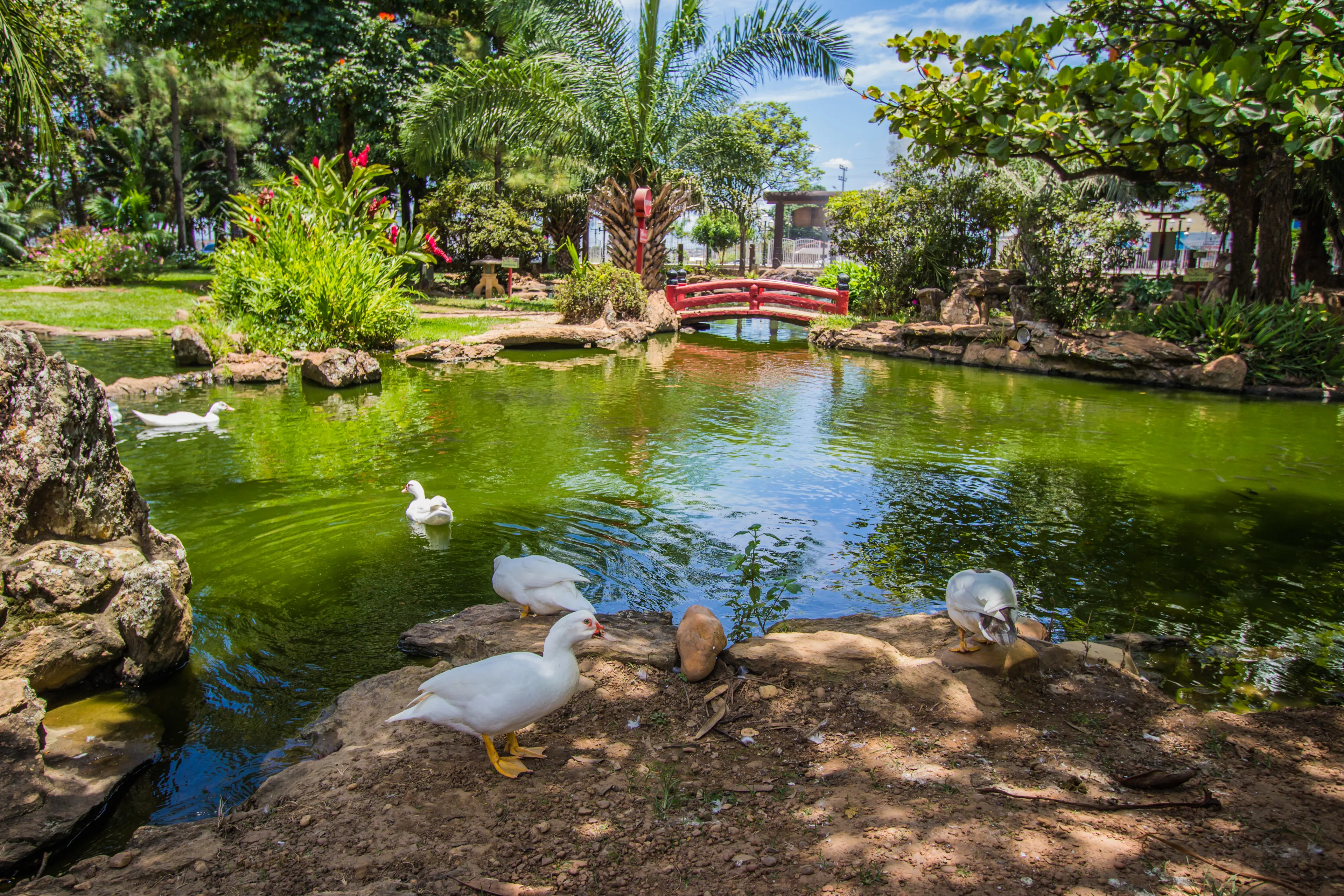 CALDAS NOVAS, BRAZIL - JANUARY 31, 2019:This traditional ande beautiful japanese garden is located in brazilian Caldas Novas City on January, 2019, Caldas Novas
