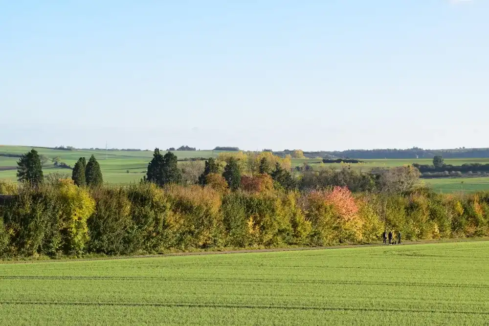 green fields in the evening sun during autumn with a row of trees at the road green fields in the evening sun during autumn with a row of trees at the road