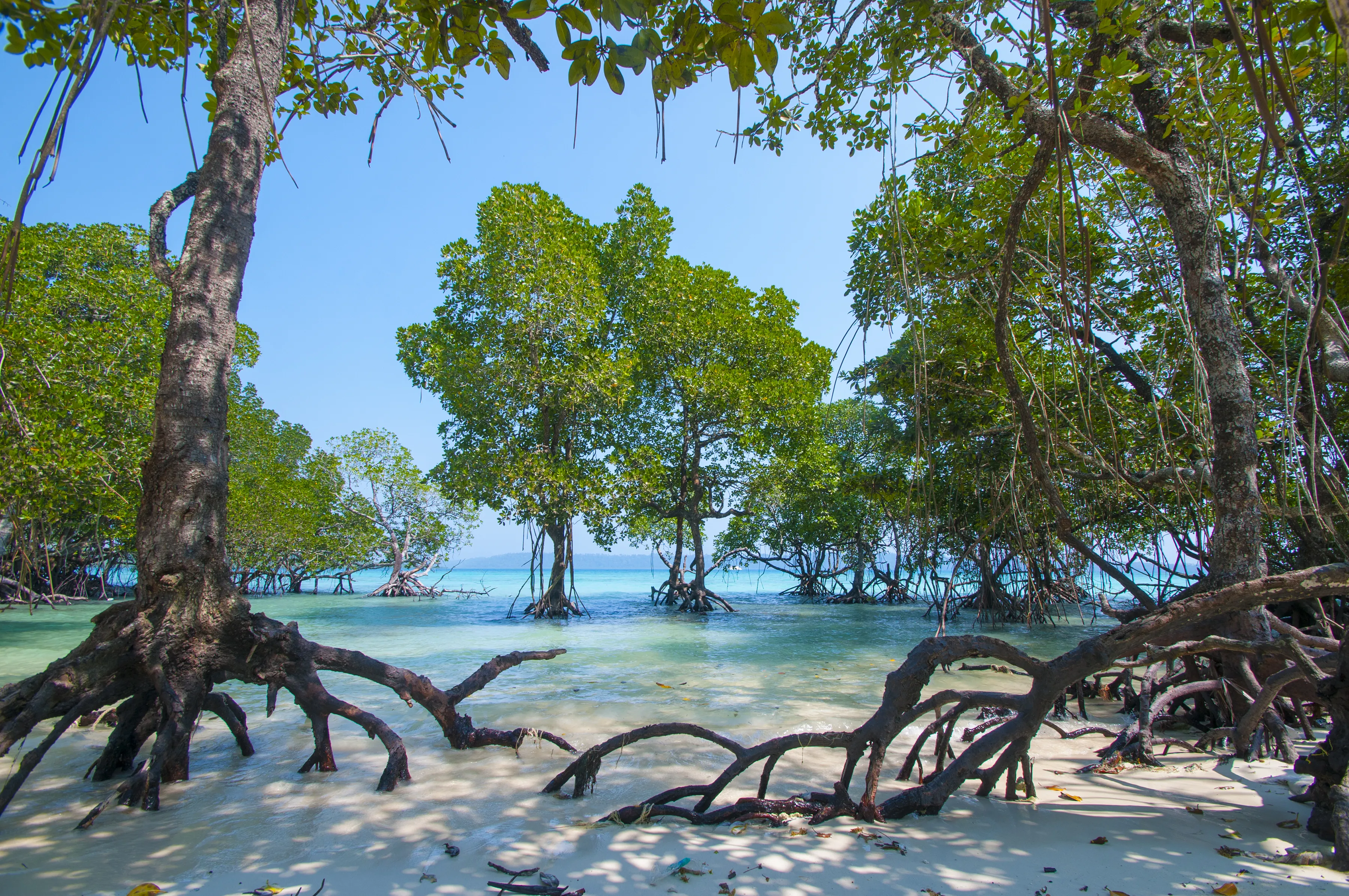 Stunning view of Havelock Island Beach, beautiful tree in the sea water, Andaman & Nicobar Islands.