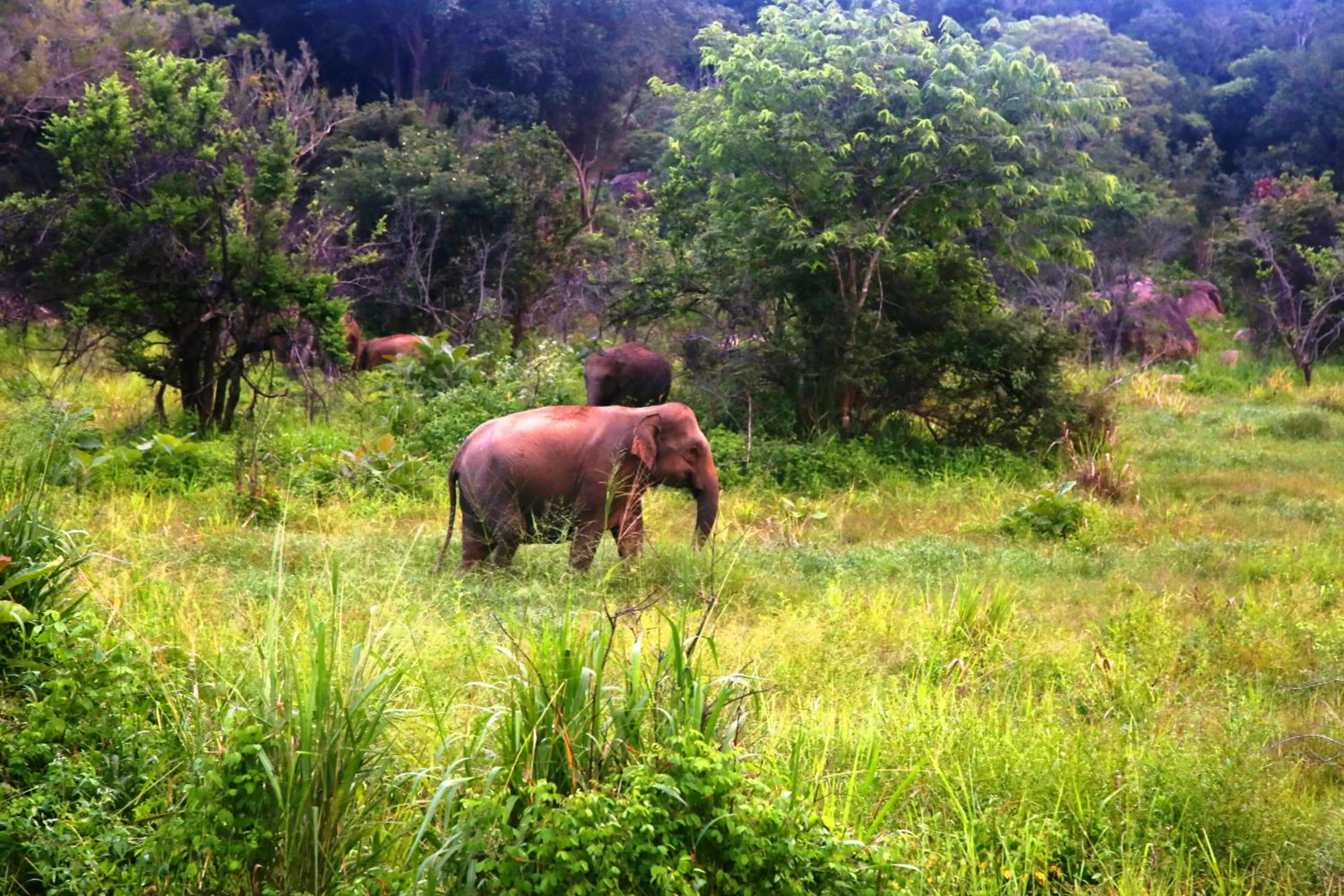 Animals, Other Animals in Honey Tree Polonnaruwa