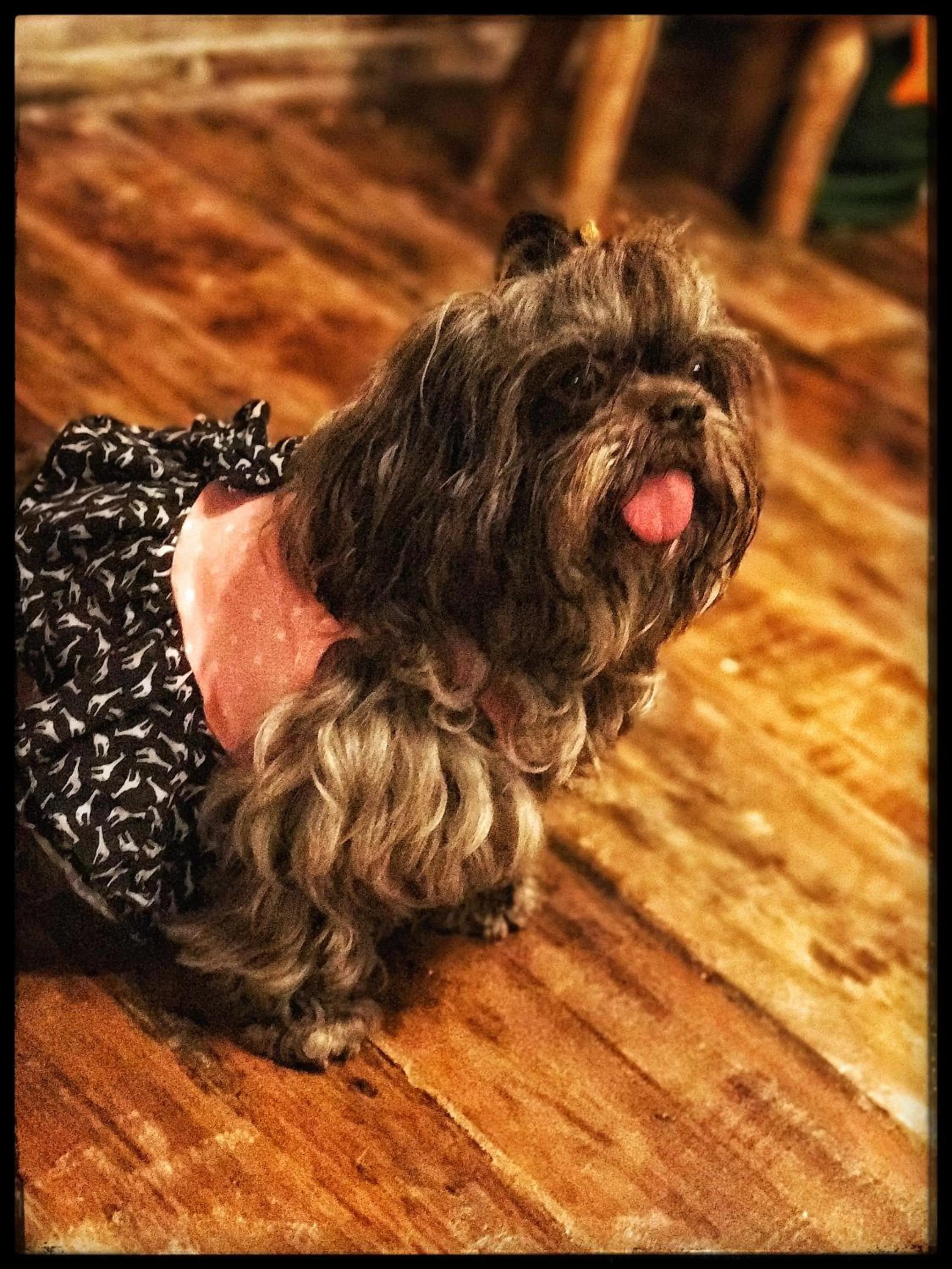 Other, Pets in Finca Campestre La Adelita B&B