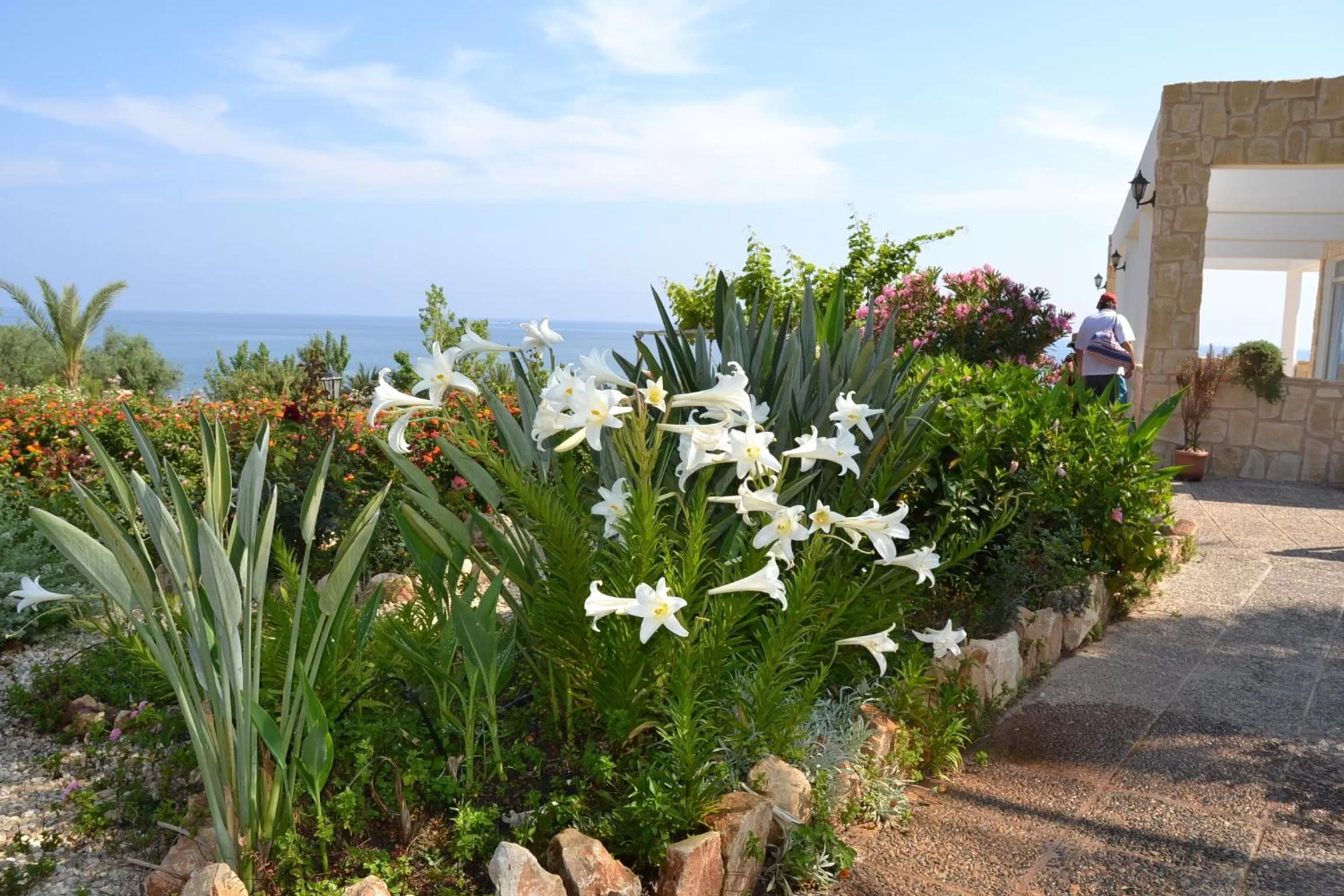 Garden in Aphrodite Beach Hotel