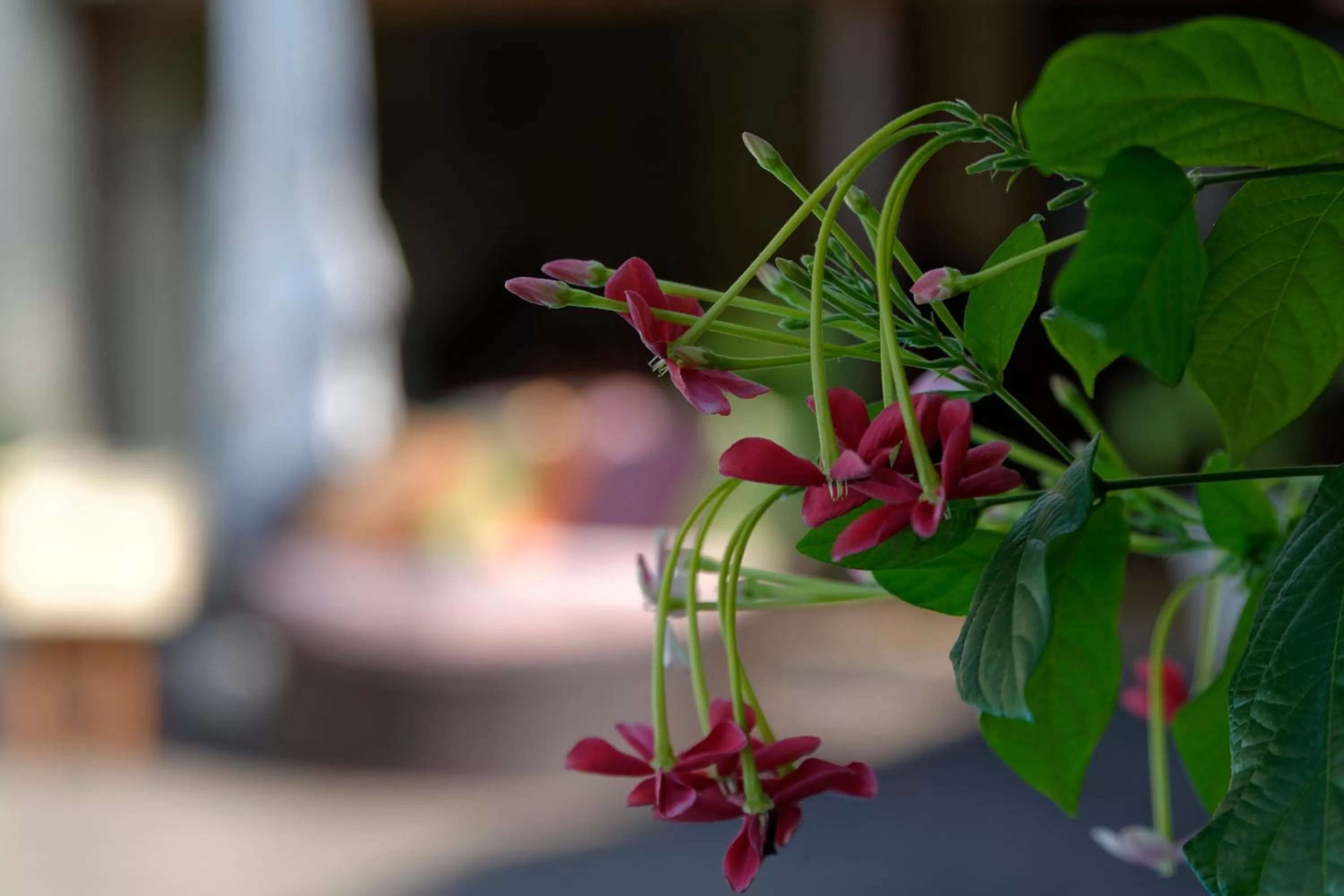 Garden in Hôtel Restaurant Coco Lodge Majunga