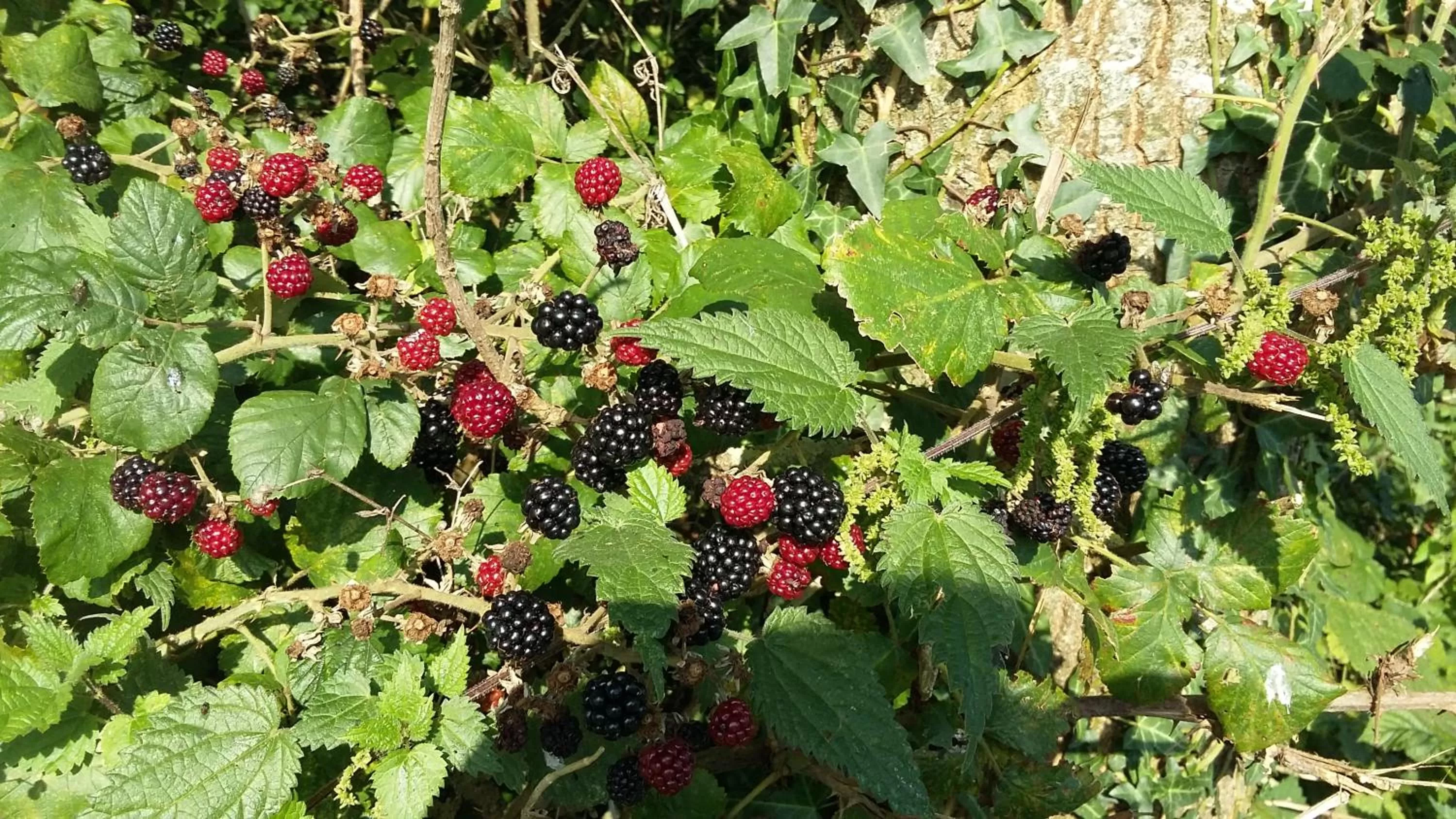 Area and facilities in AROHA