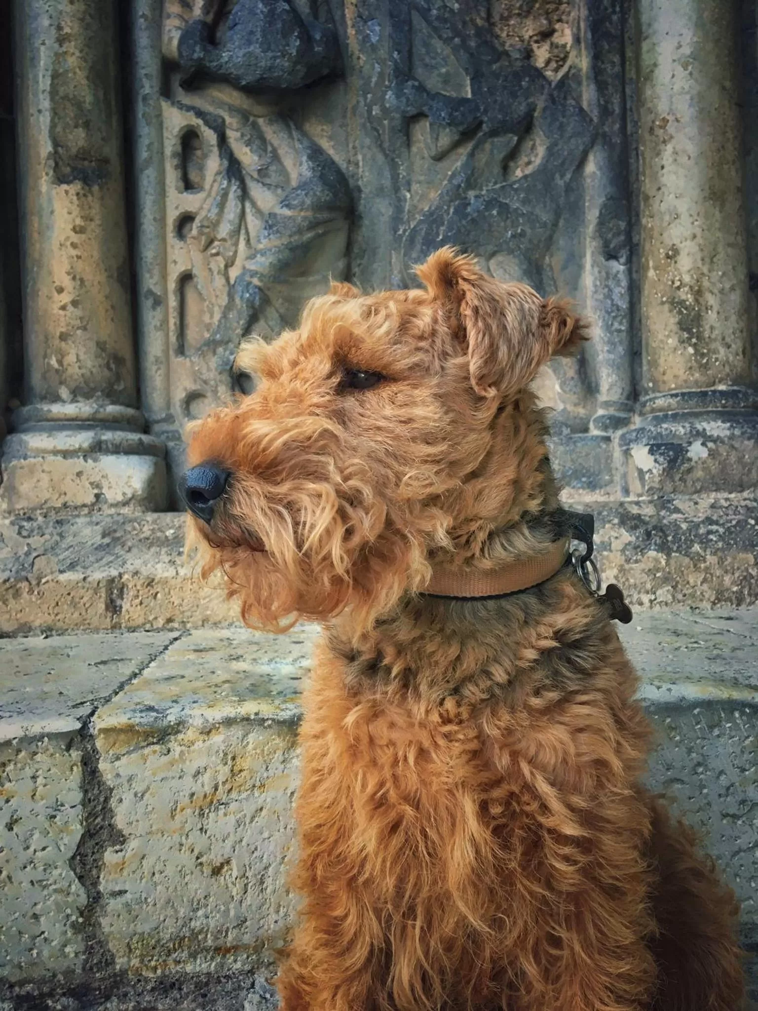 Pets in La Prévôté