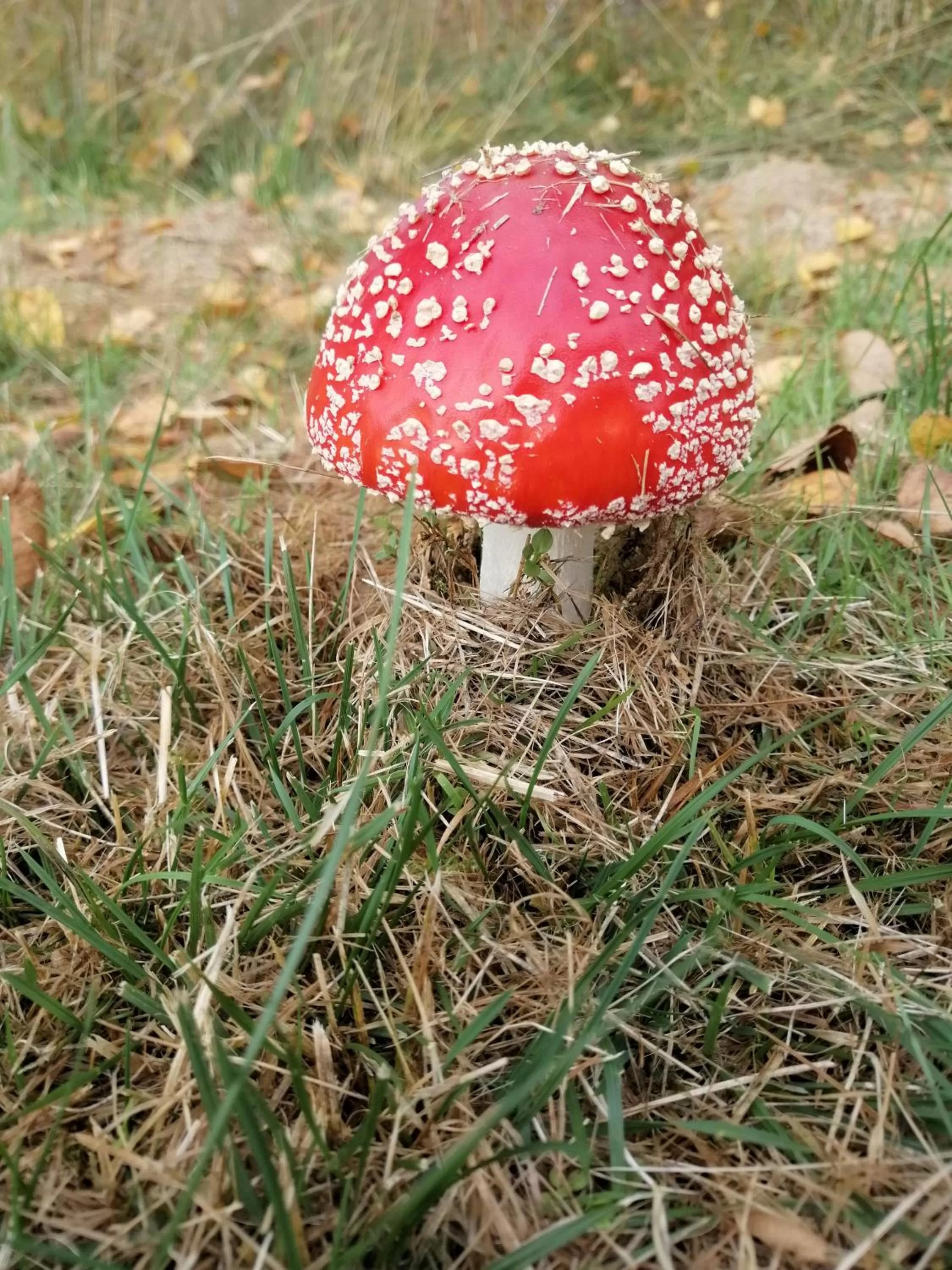 Other Animals in Värdshuset Lugnet