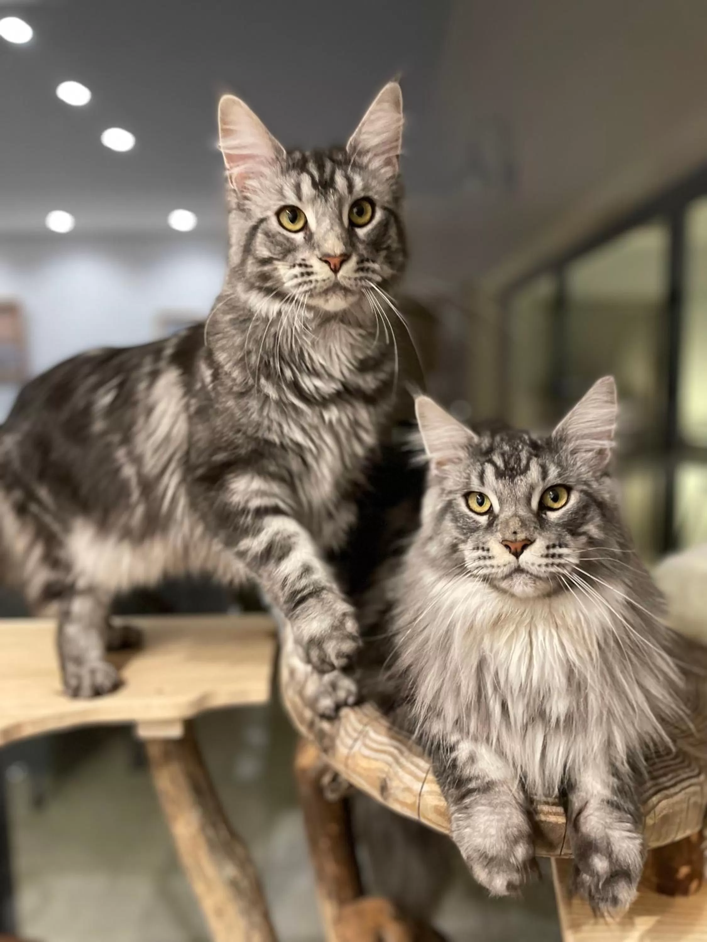 Pets in Chambre d'hôte au pied du Ventoux