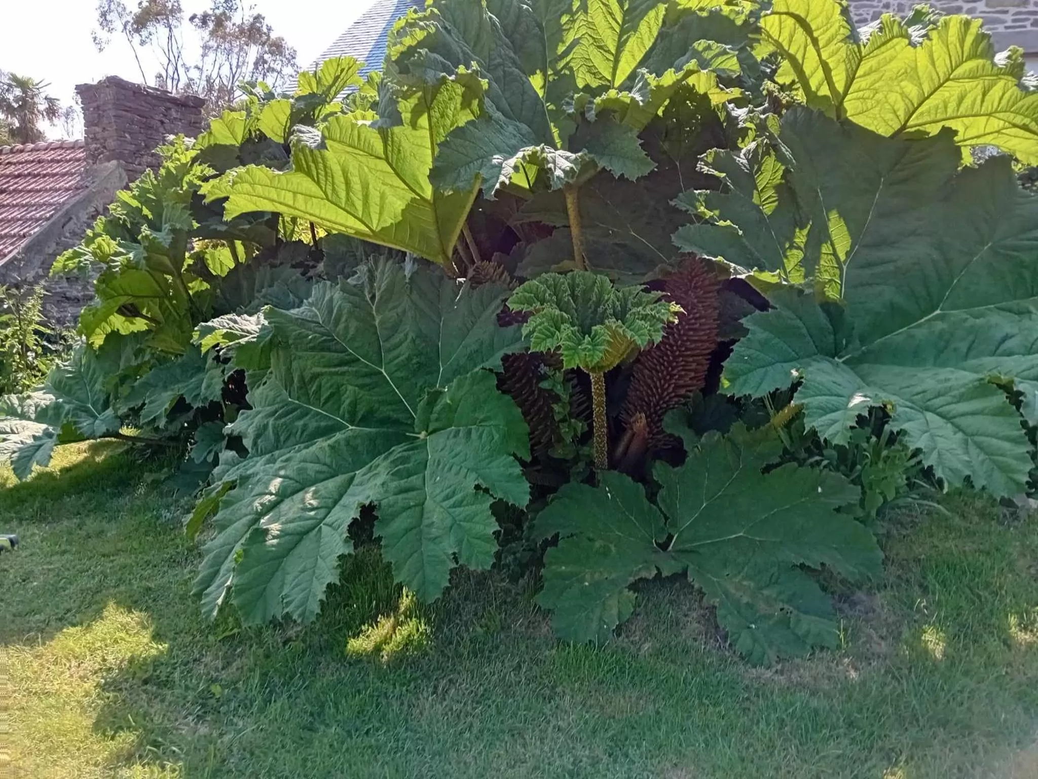 Garden in Le Manoir de Kérofil ** Gîte et chambres d'hôtes **