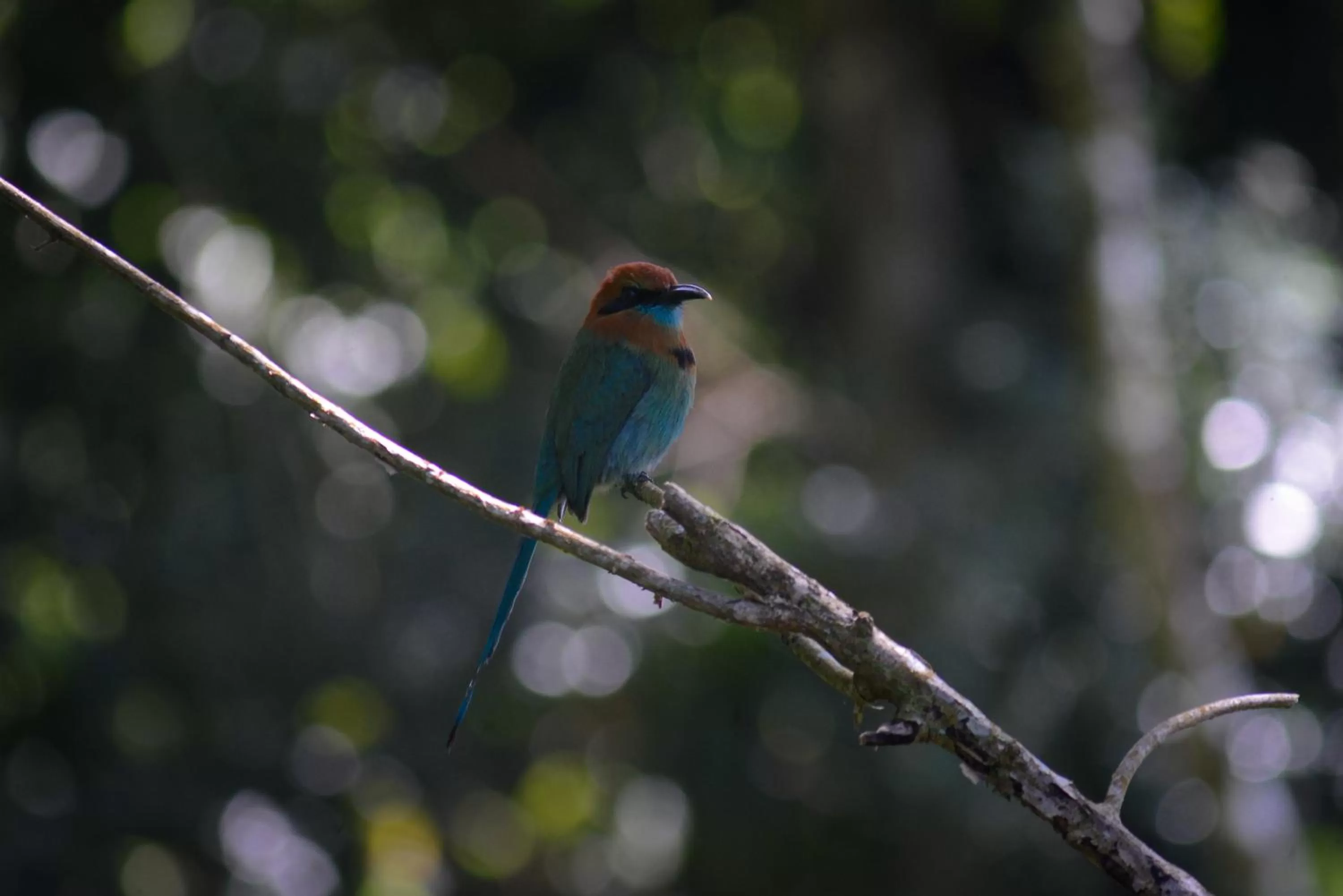 Property building, Other Animals in La Ceiba Tree Lodge