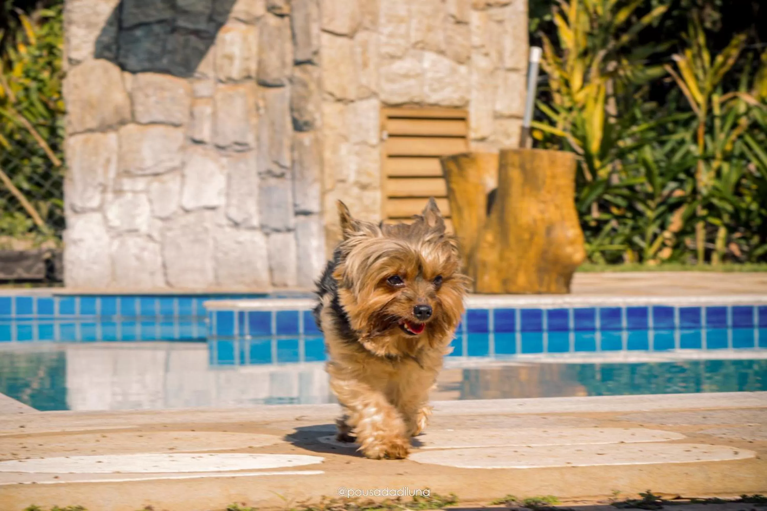 Pets in Pousada Di Luna