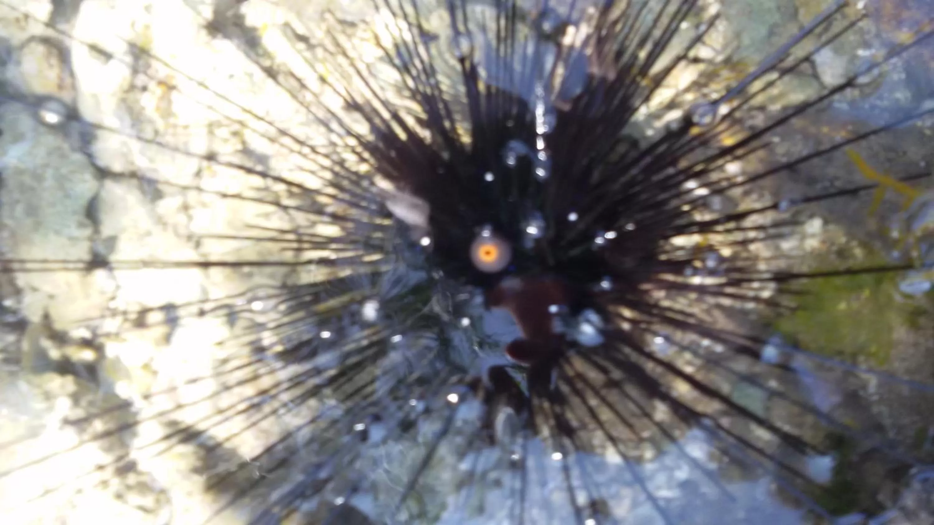 Beach, Other Animals in Bahari Pori Resort