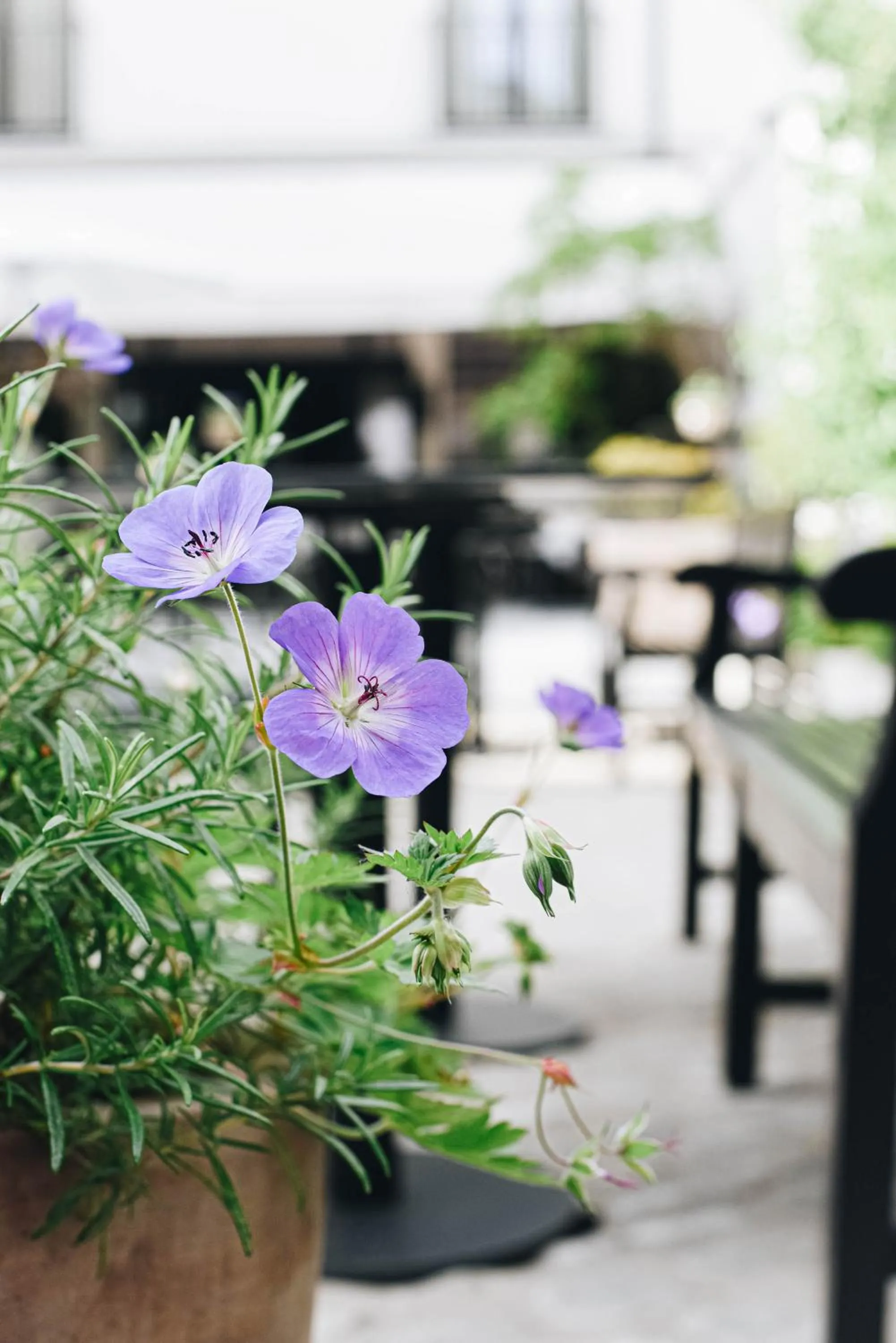 Garden in Hotel FRANQ