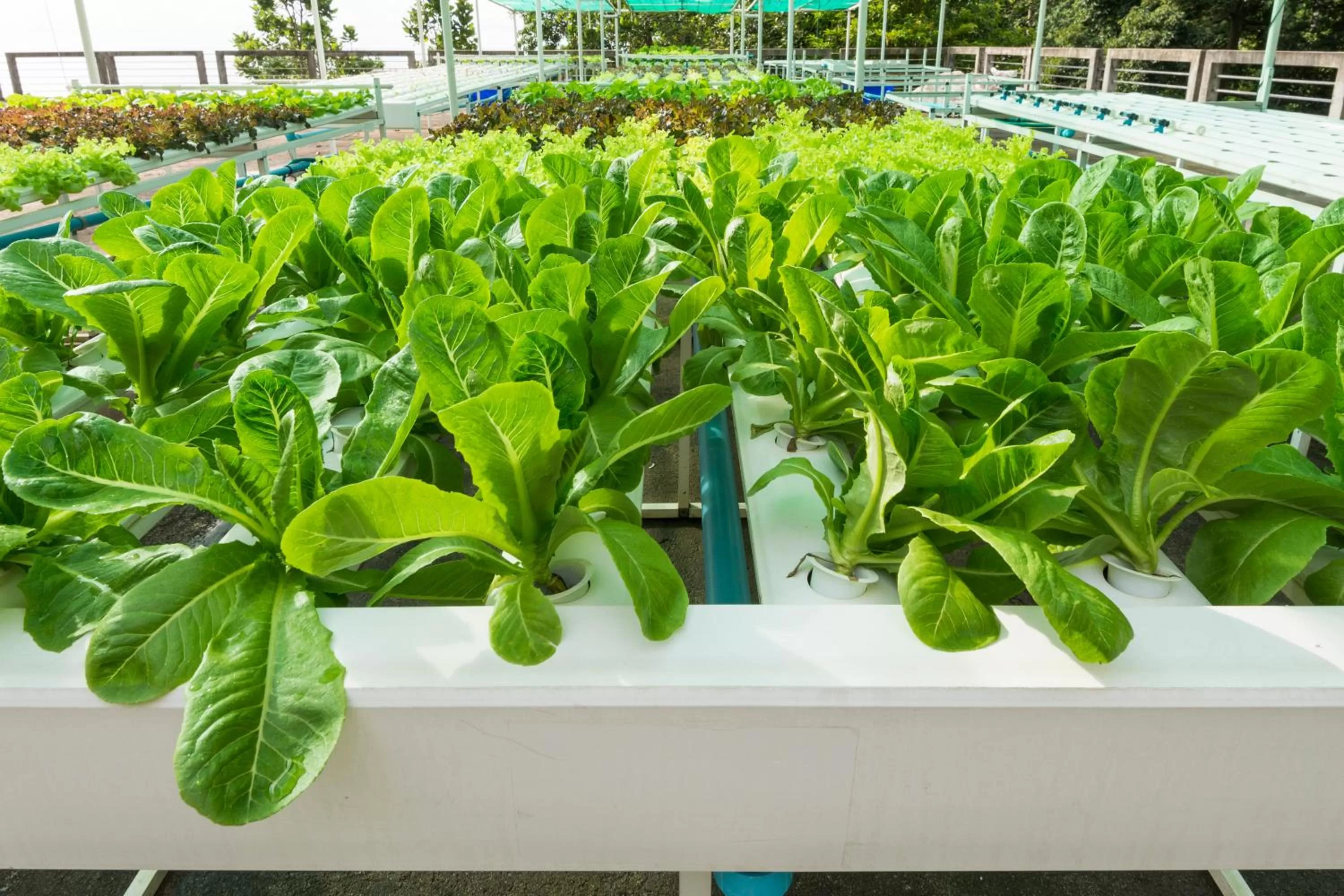 Garden in SYLVAN Koh Chang