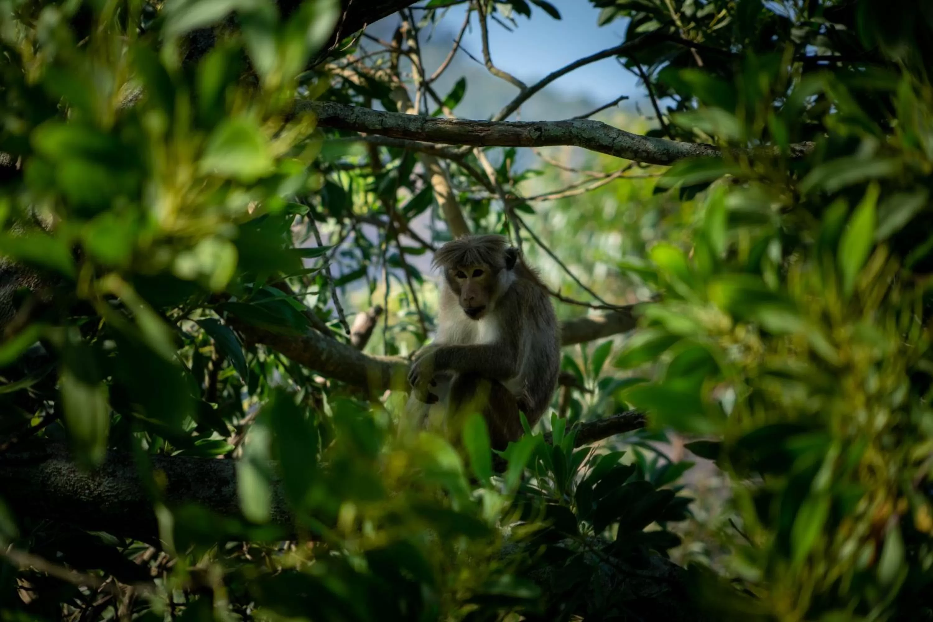 Other Animals in Felicity Inn