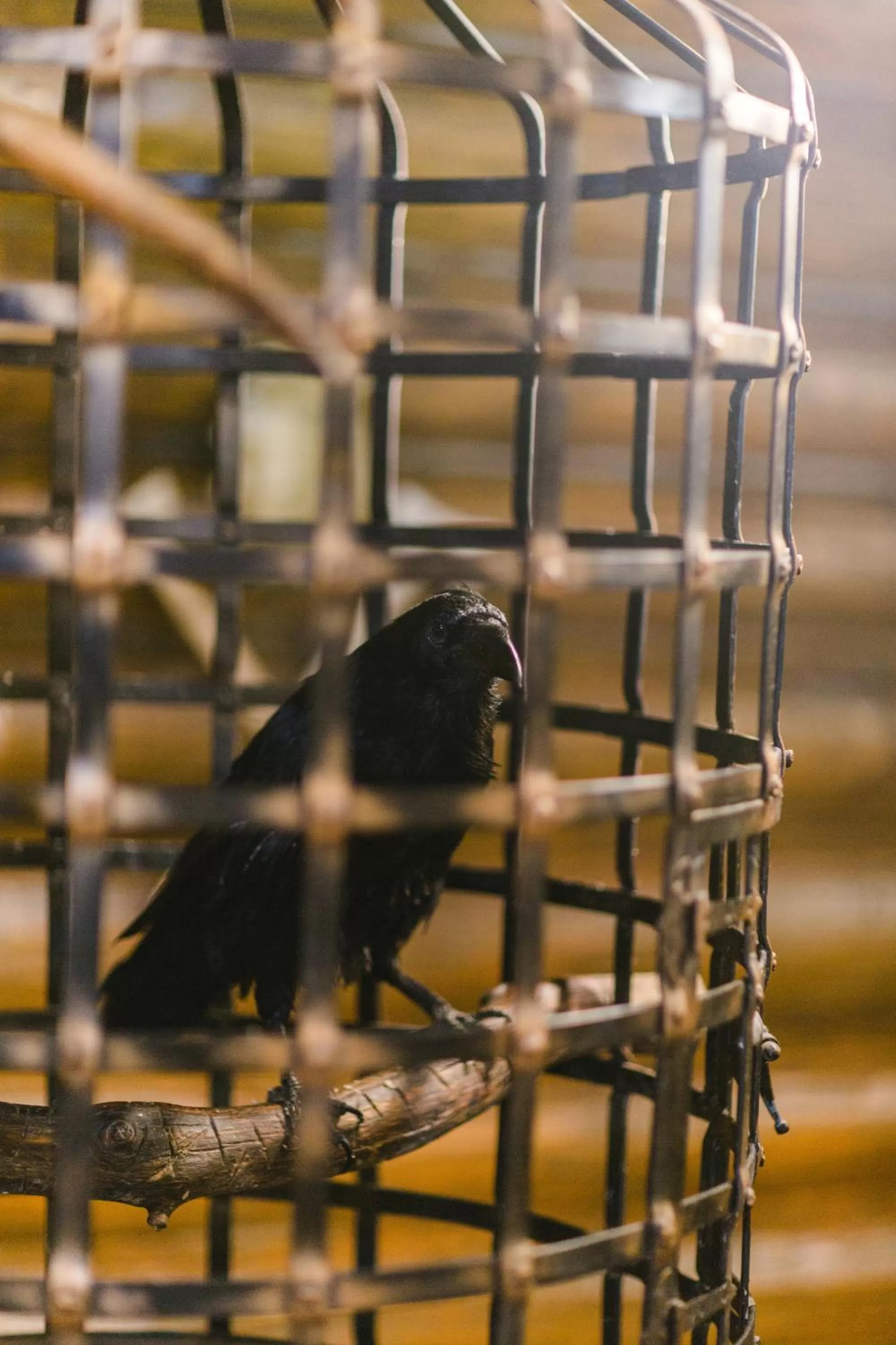 Other Animals in Kolyba Opryshkiv