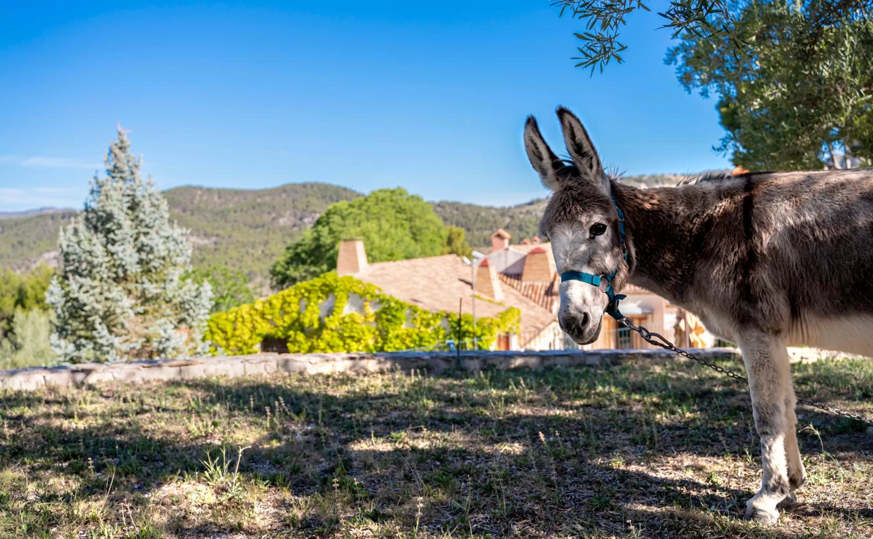 Eco Hotel con encanto Masía la Mota B&B