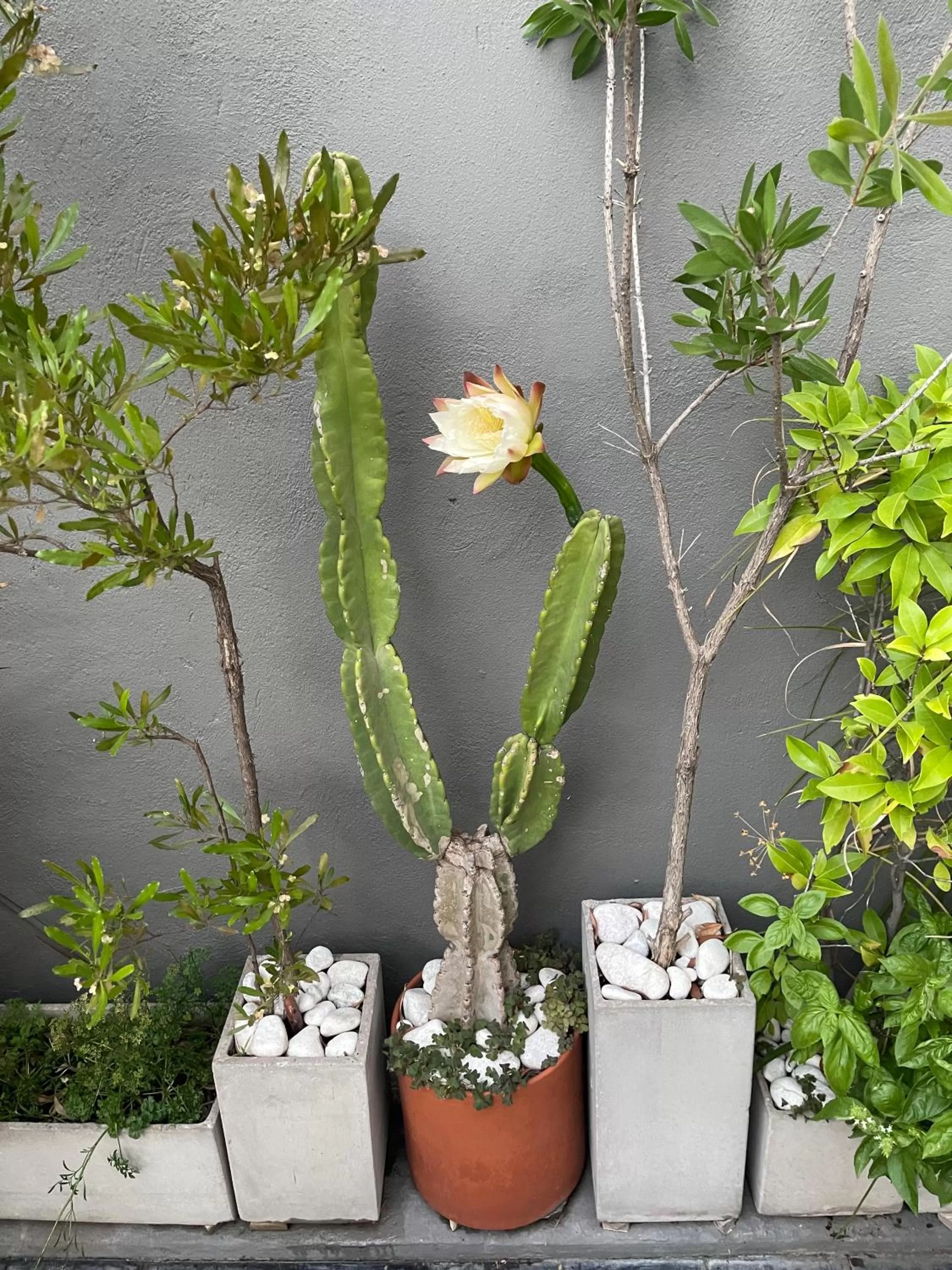 Garden in Le Petit Palais