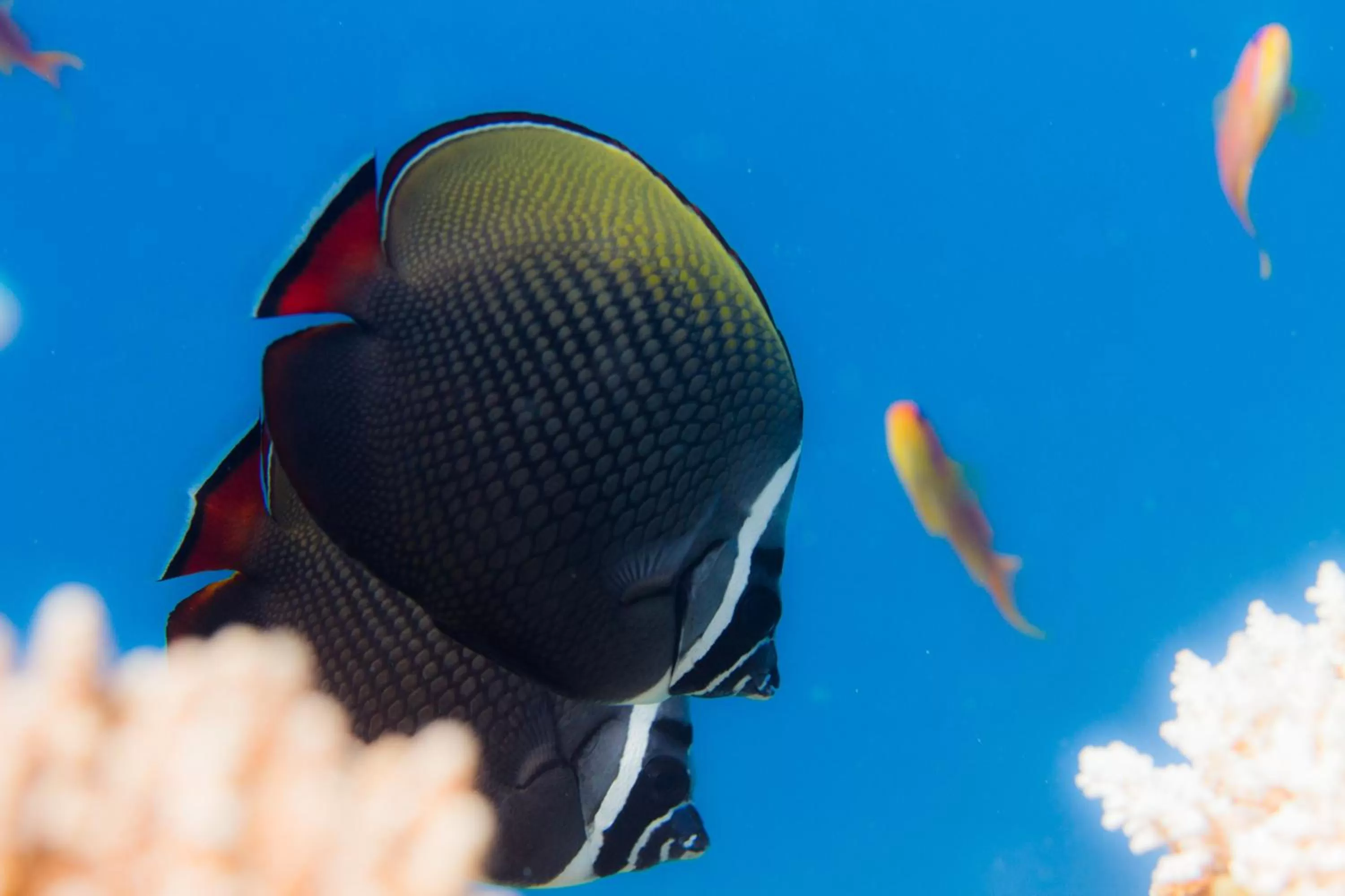 Snorkeling, Other Animals in Dhawa Ihuru