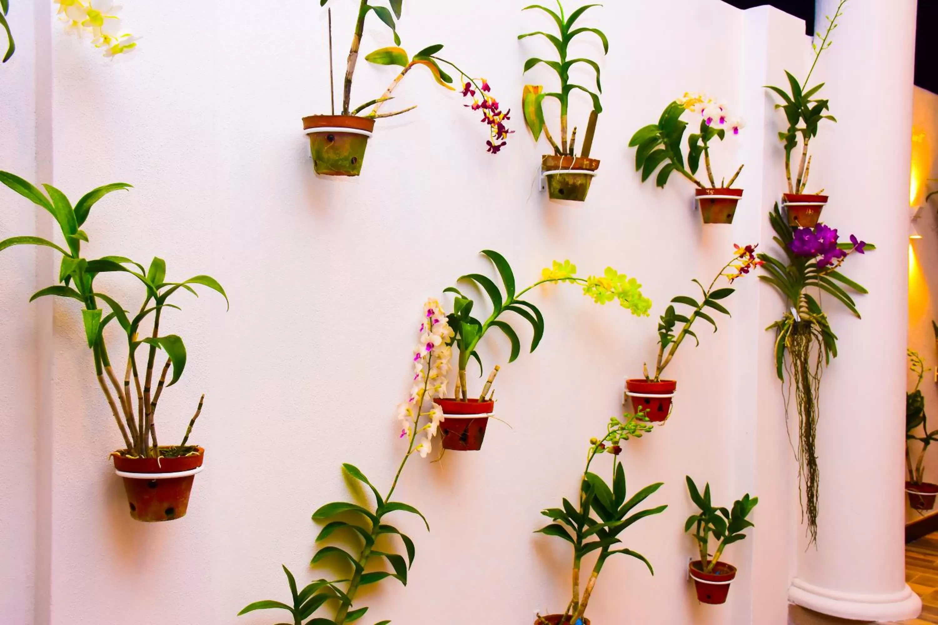 Natural landscape in Negombo New Queen's Palace