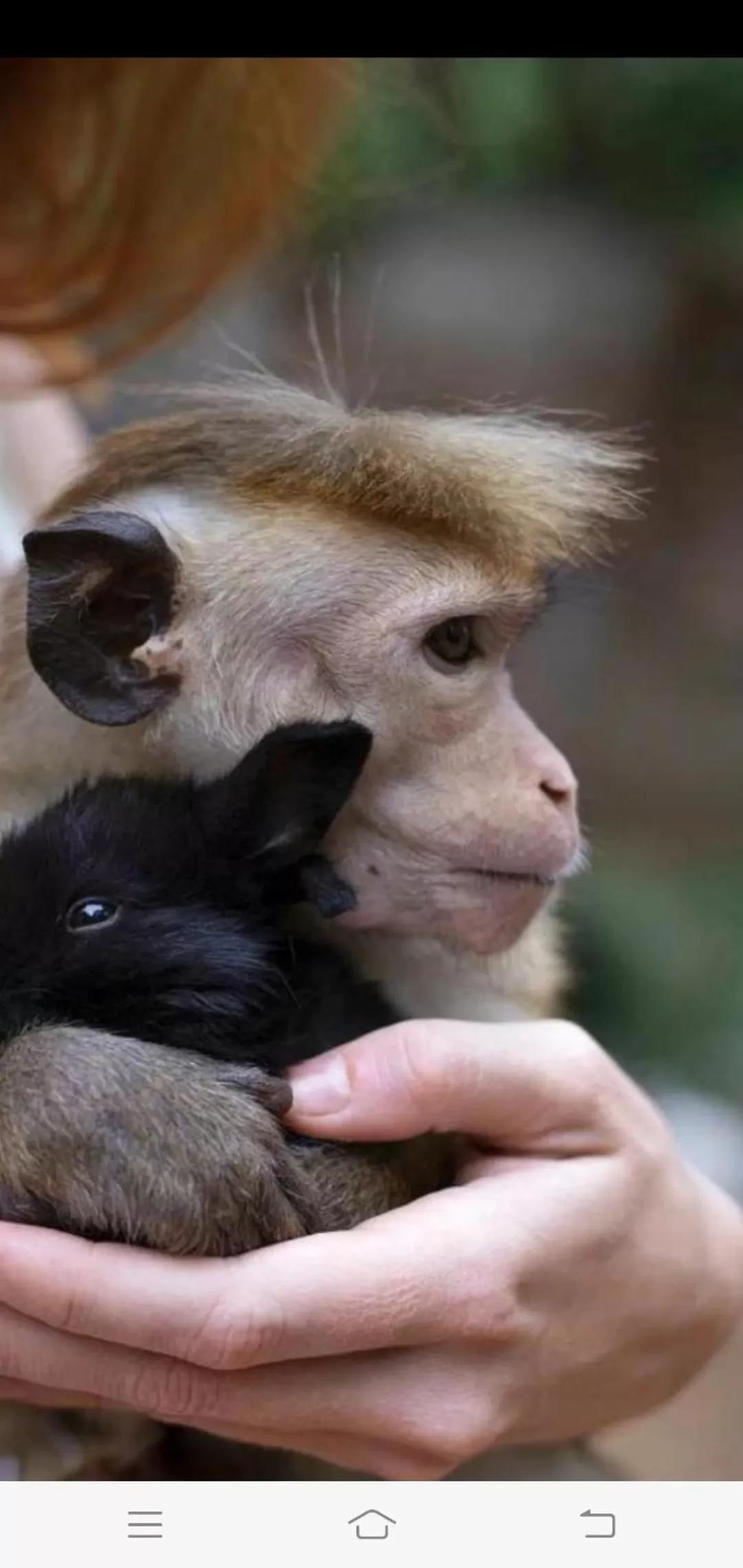 Other Animals in Jungle river humbhaha hostel