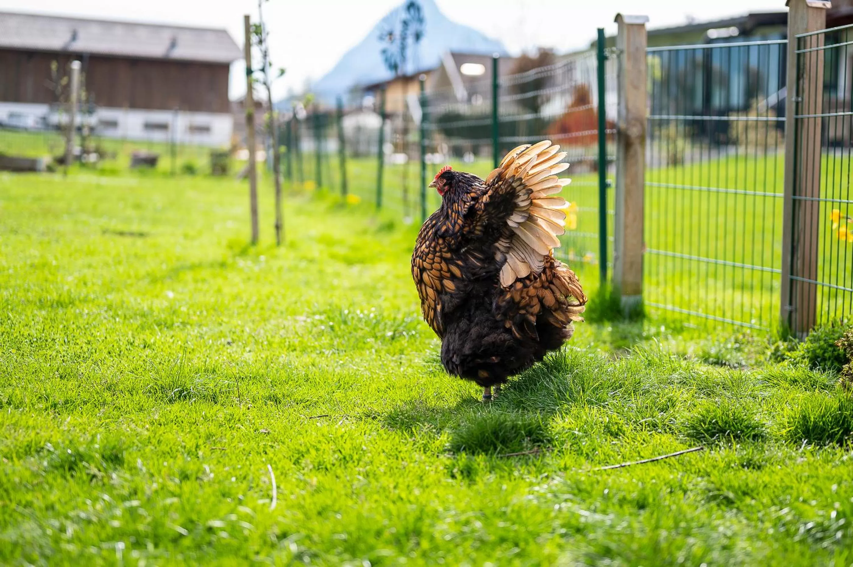 Garden in dasKAISER - Dein Gartenhotel in Tirol