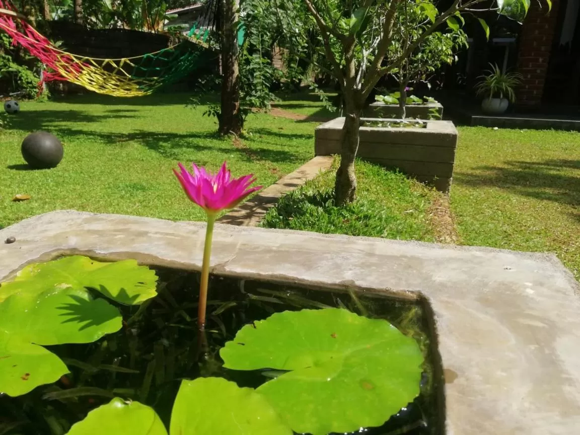 Garden in Green Cottage