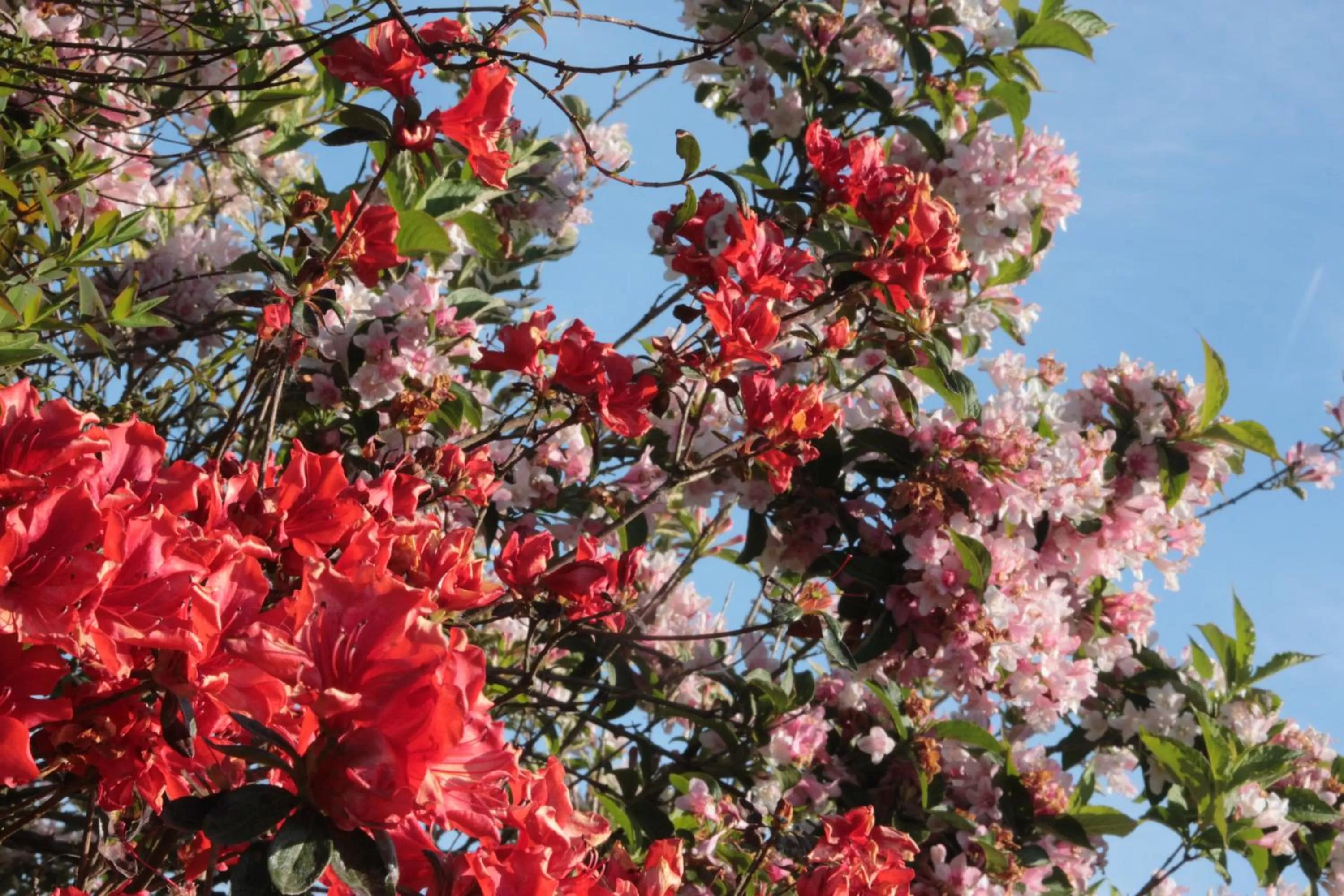 Garden in Le Manoir de Kérofil ** Gîte et chambres d'hôtes **