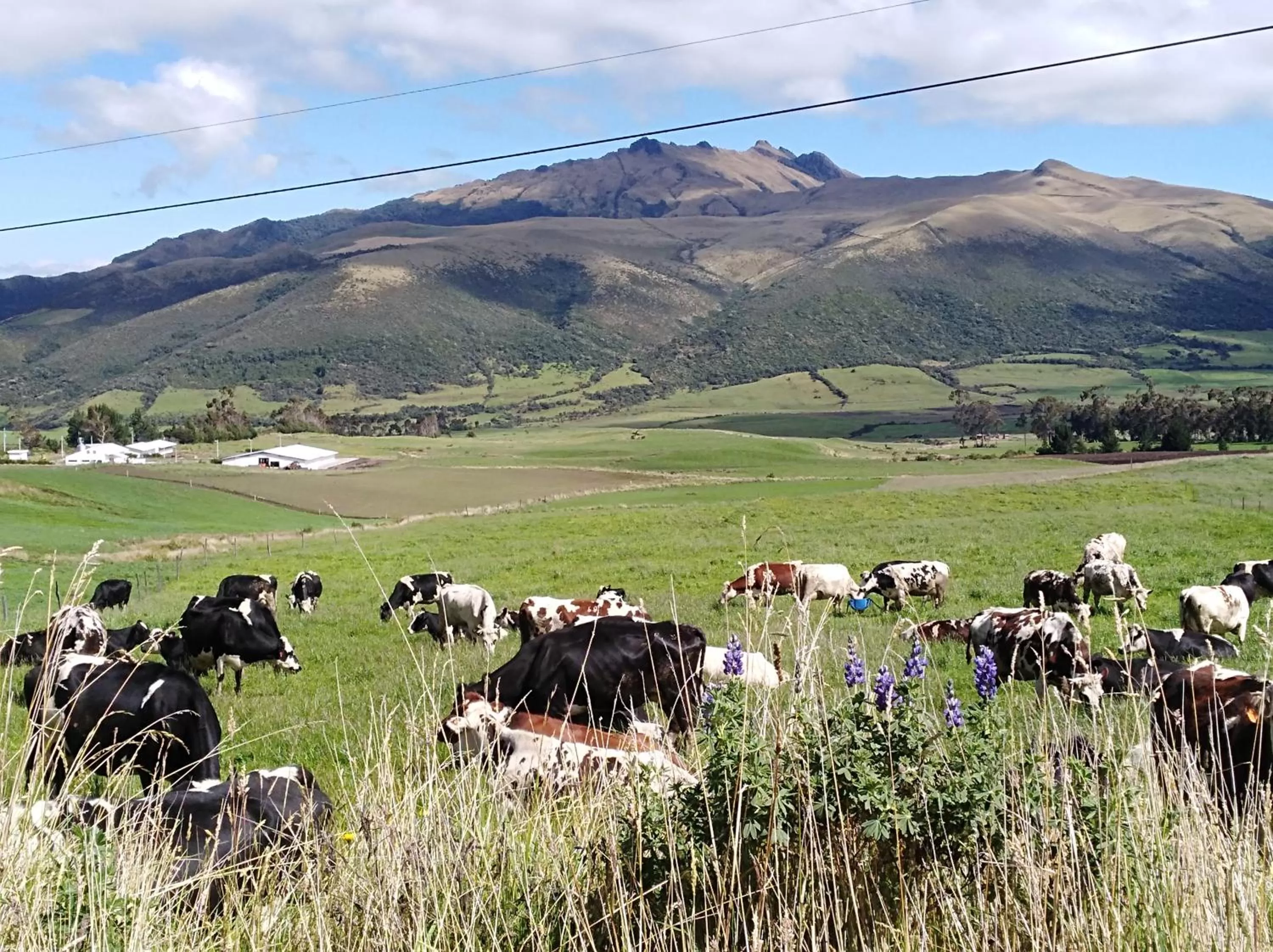 Other Animals in Ruta de los volcanes "Casa de campo"