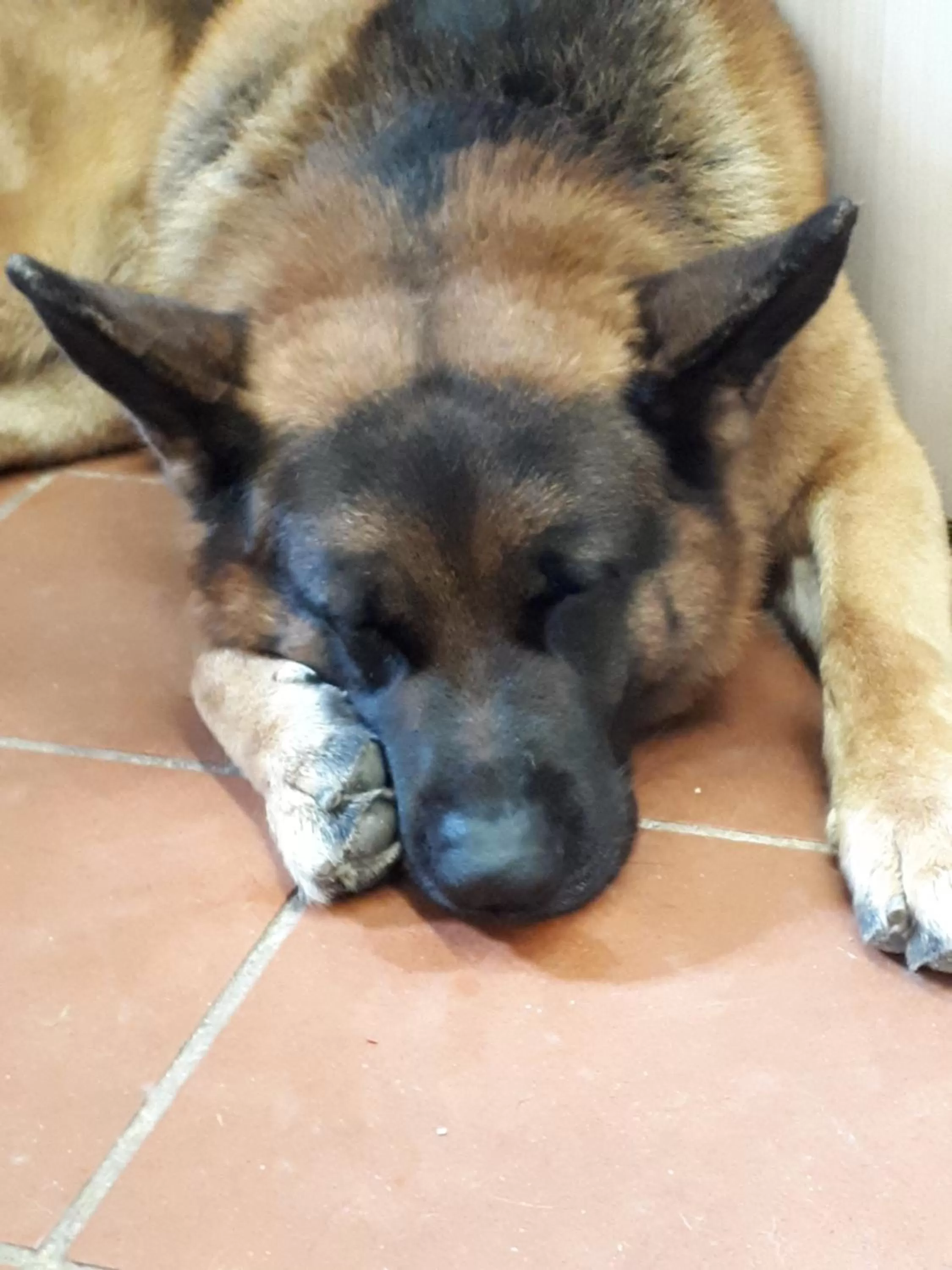 Animals in B&B DUE ABETI