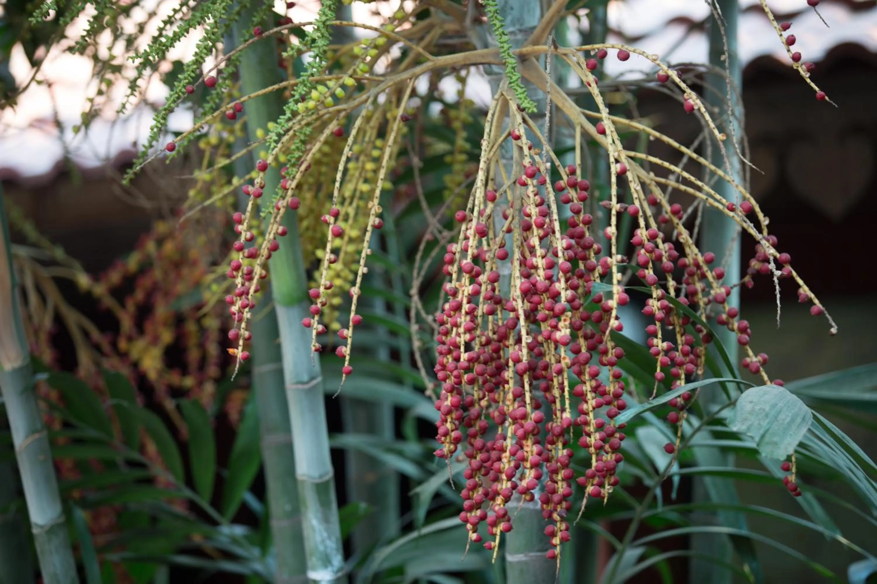 Garden in Sonalong Boutique Village & Resort