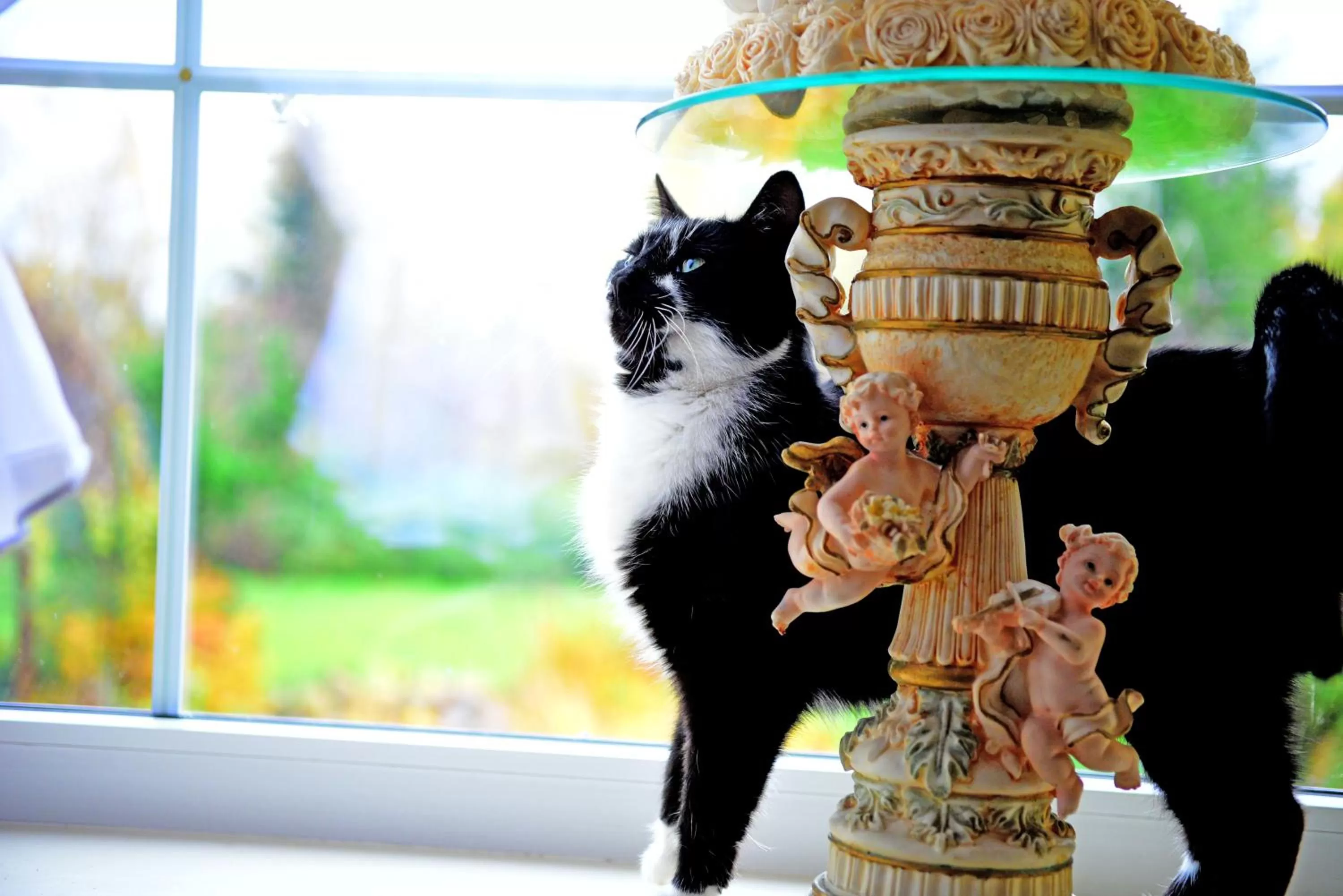 Pets in Hotel Villa Hubertus Kutno