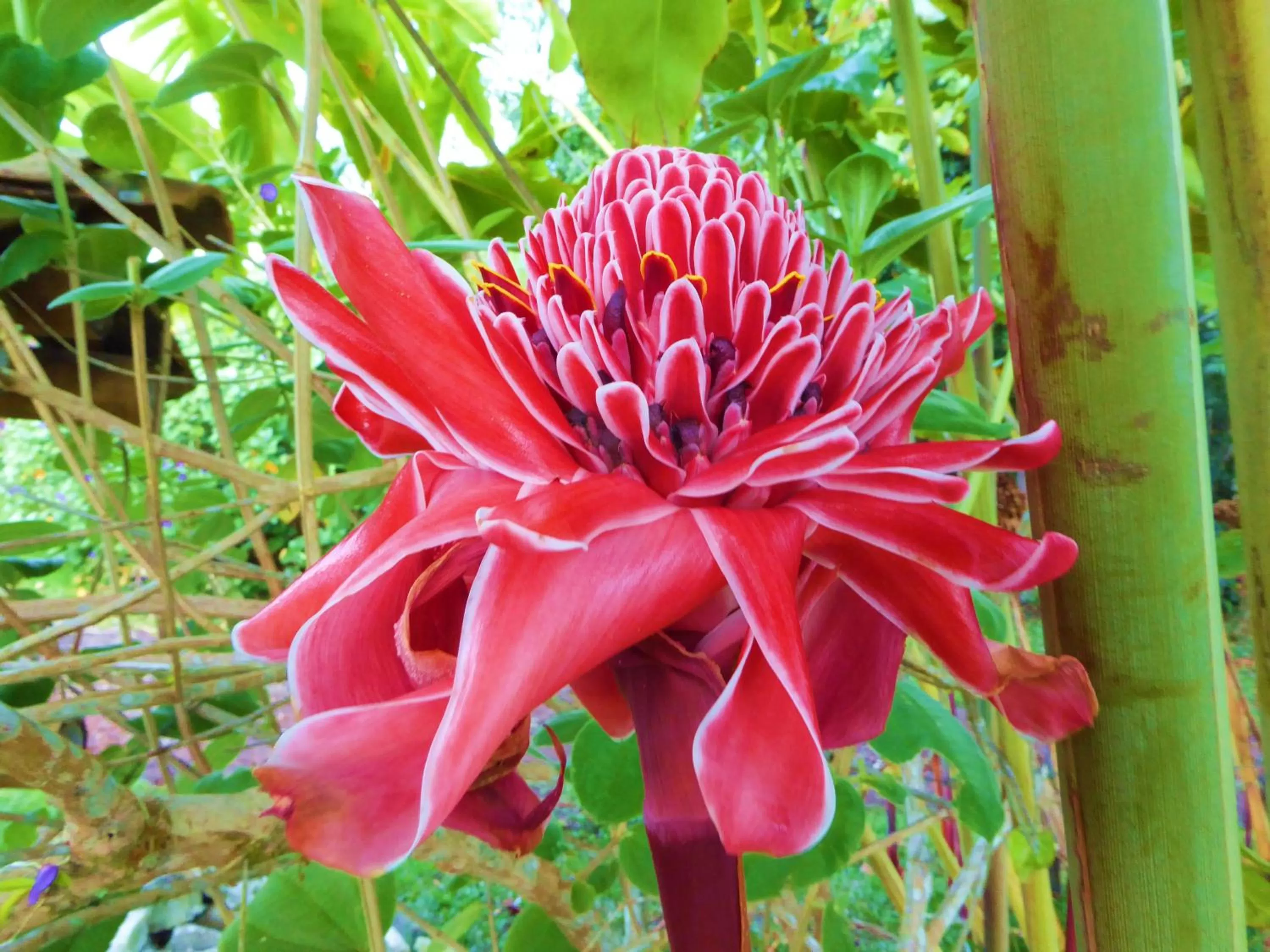 Garden in Finca El Cielo