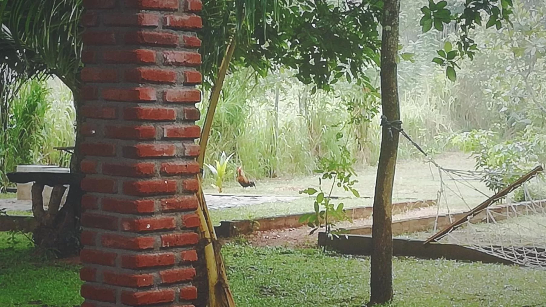 Garden in Green Cottage