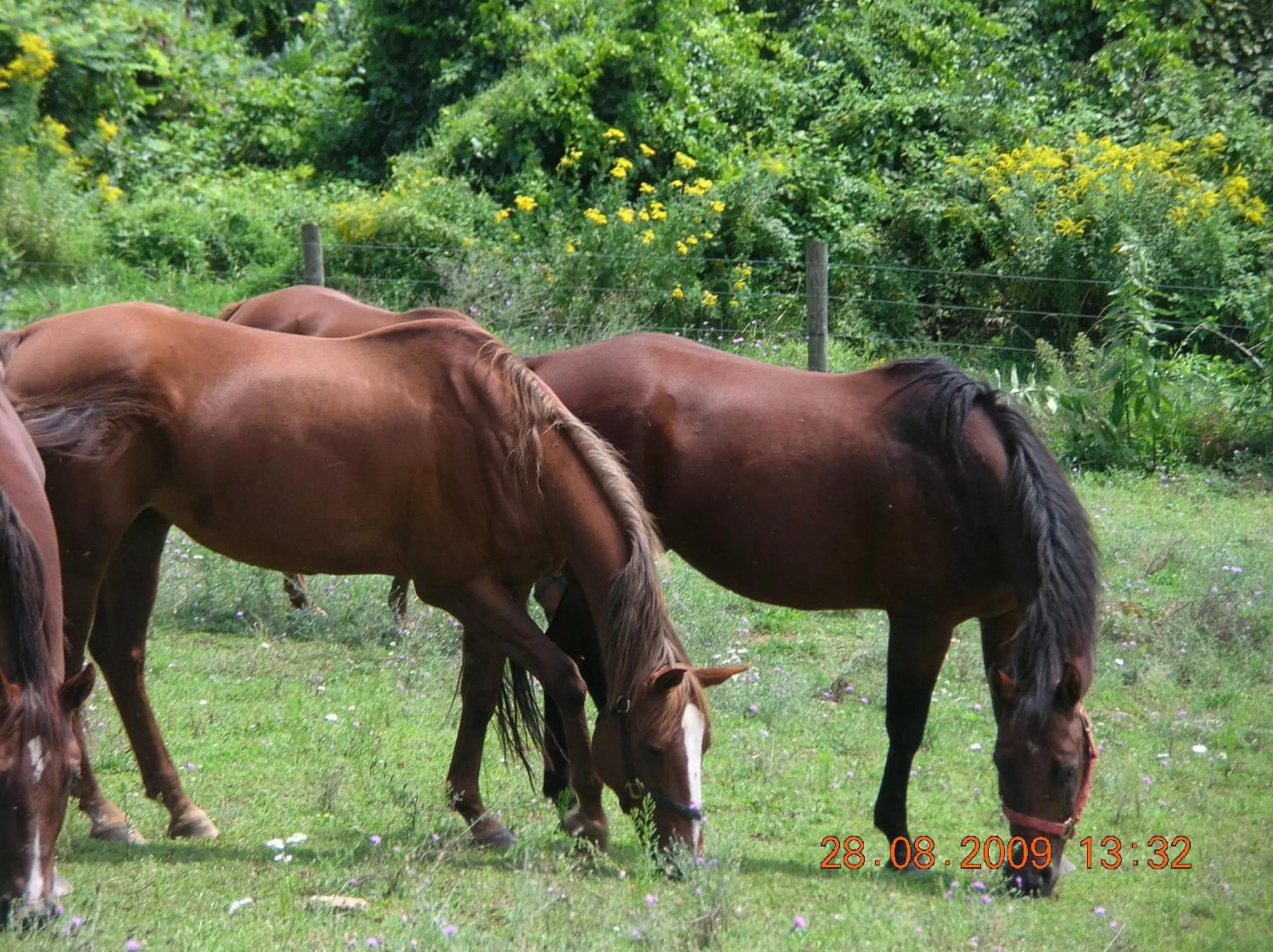 Property building, Other Animals in Bent Mountain Lodge Bed And Breakfast, Inc.