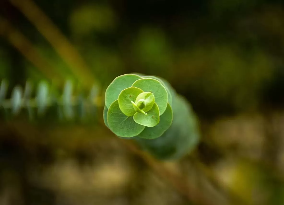 Garden in Hotel Vísperas