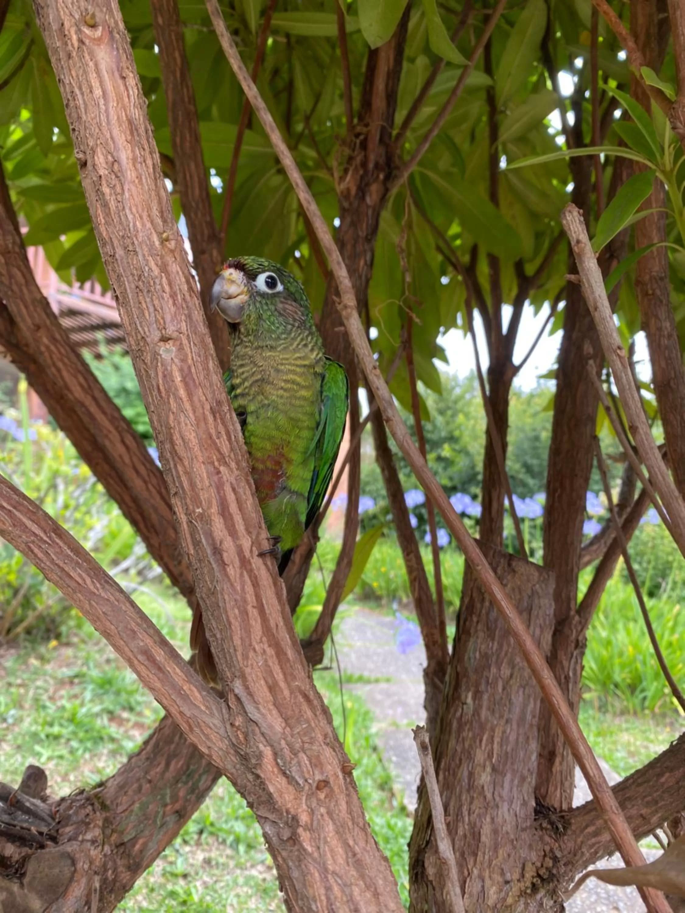Other Animals in Chalés 3 Pinheiros