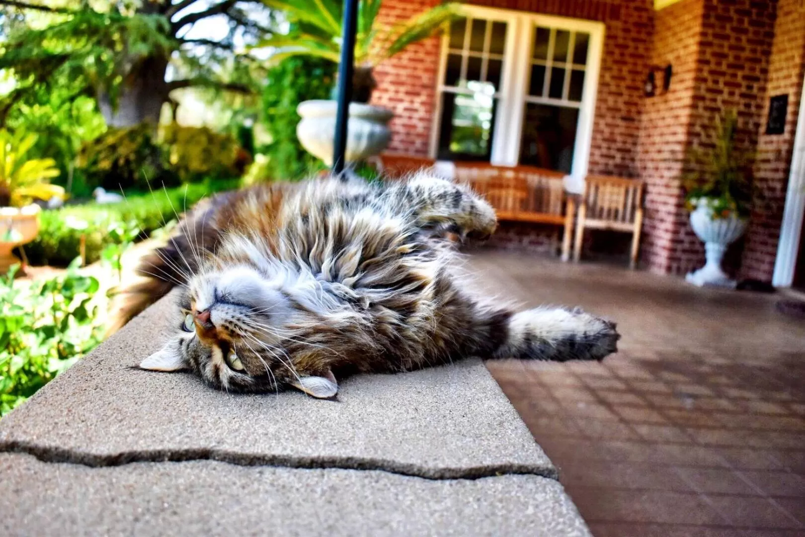 Pets in The Inn on Knowles Hill Bed & Breakfast Hotel