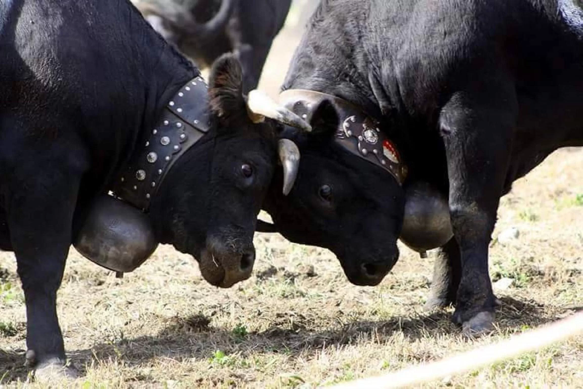 Activities in Amber Ski-in/out Hotel & Spa